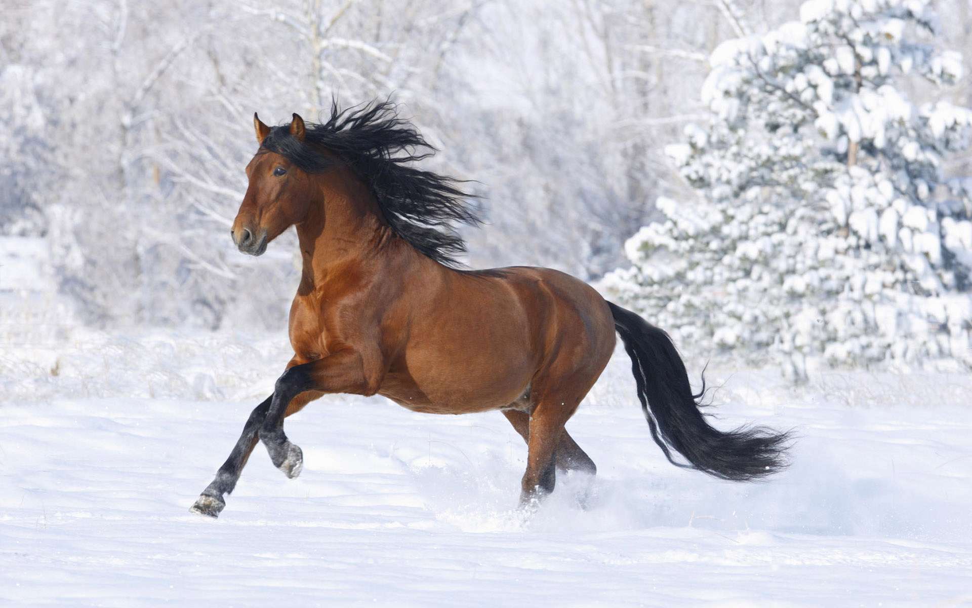 Free download wallpaper Animal, Horse on your PC desktop