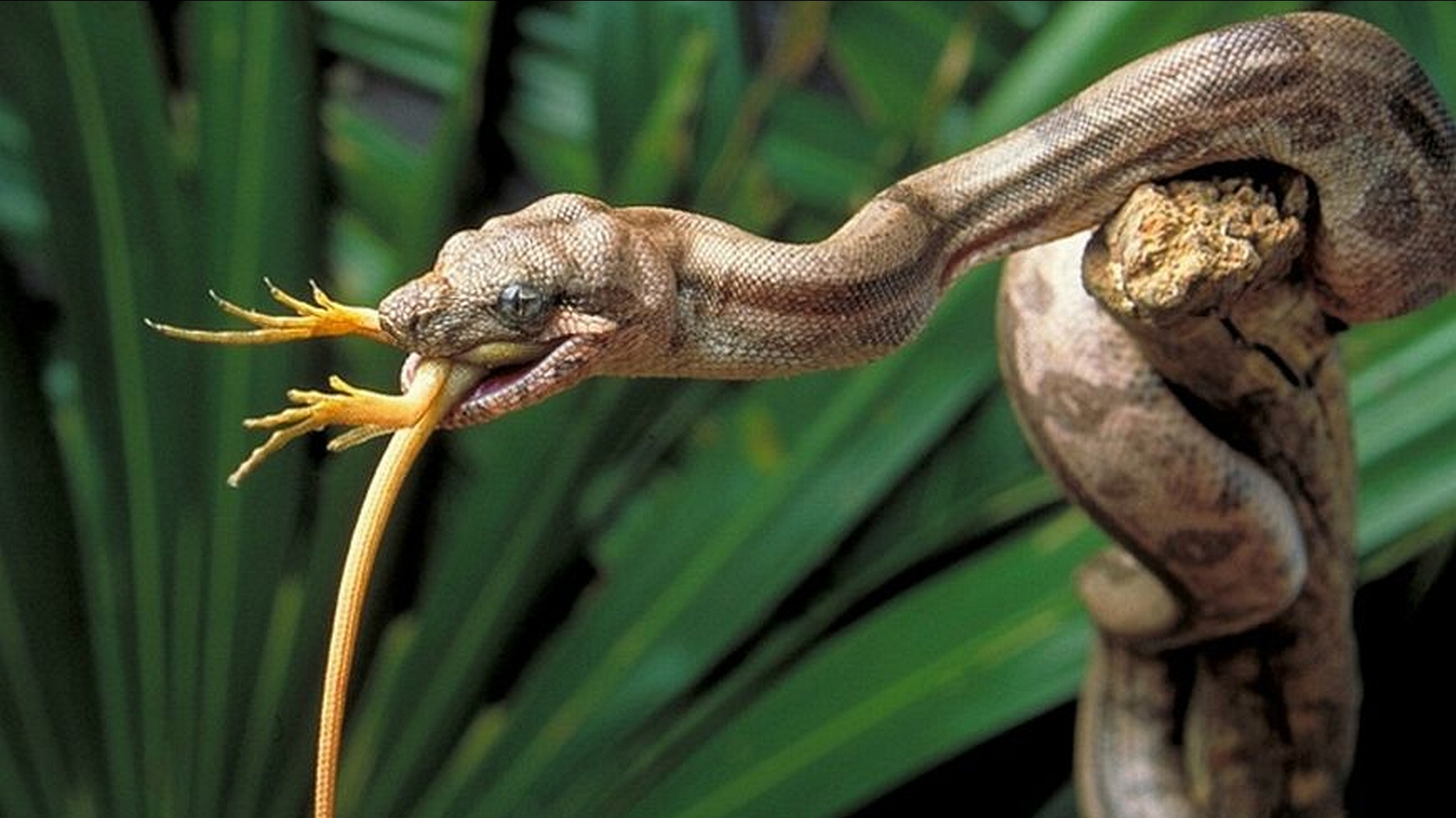 Téléchargez gratuitement l'image Serpent, Reptiles, Animaux sur le bureau de votre PC