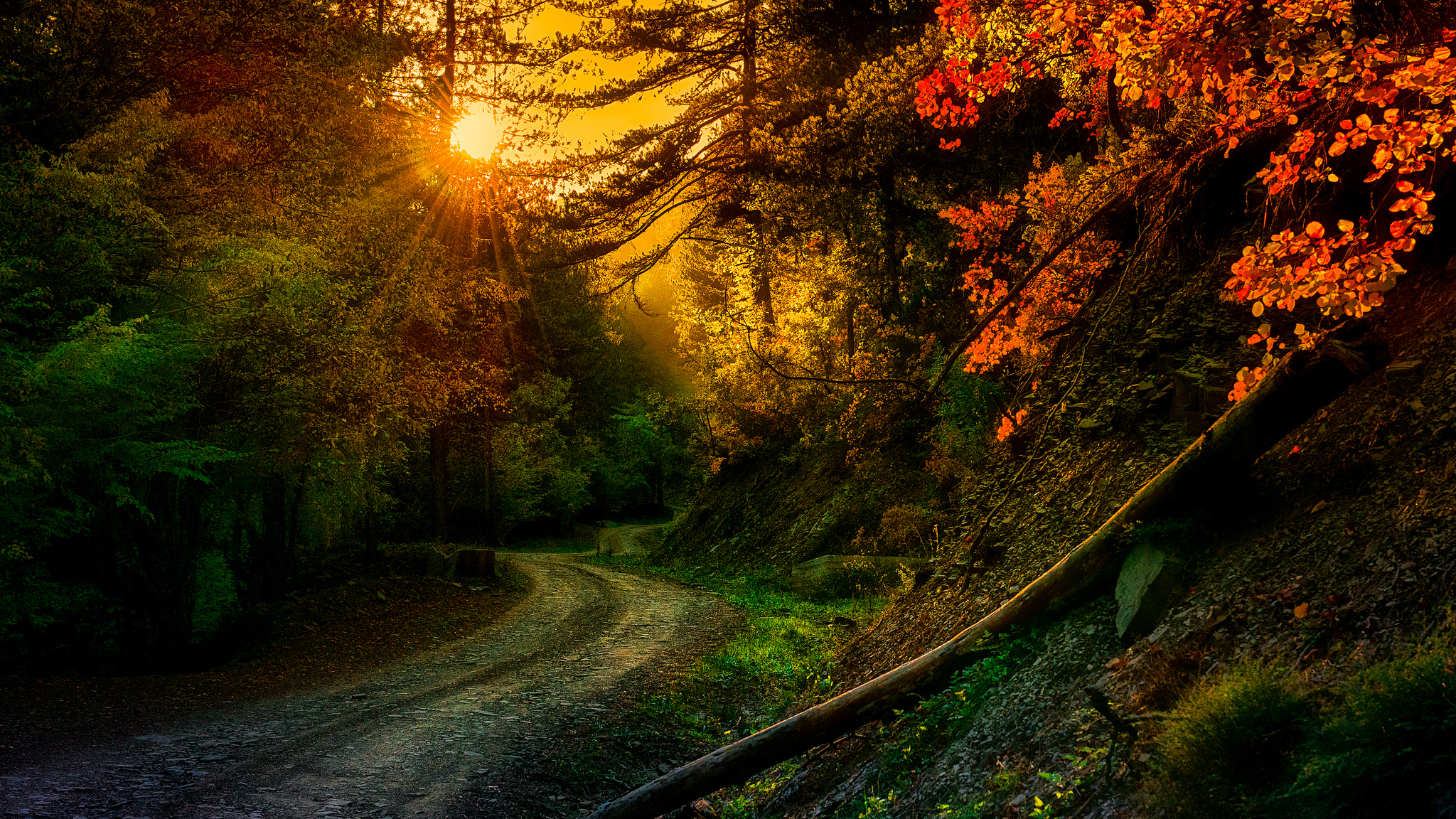 Free download wallpaper Sunset, Sun, Forest, Fall, Earth, Path on your PC desktop