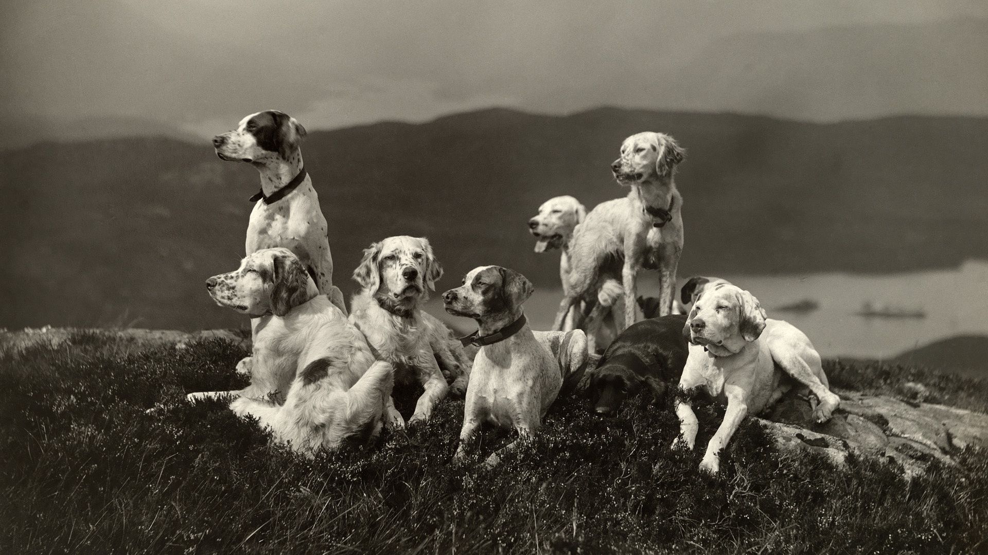 animals, dogs, bw, chb, family, elevation, lots of, multitude Full HD