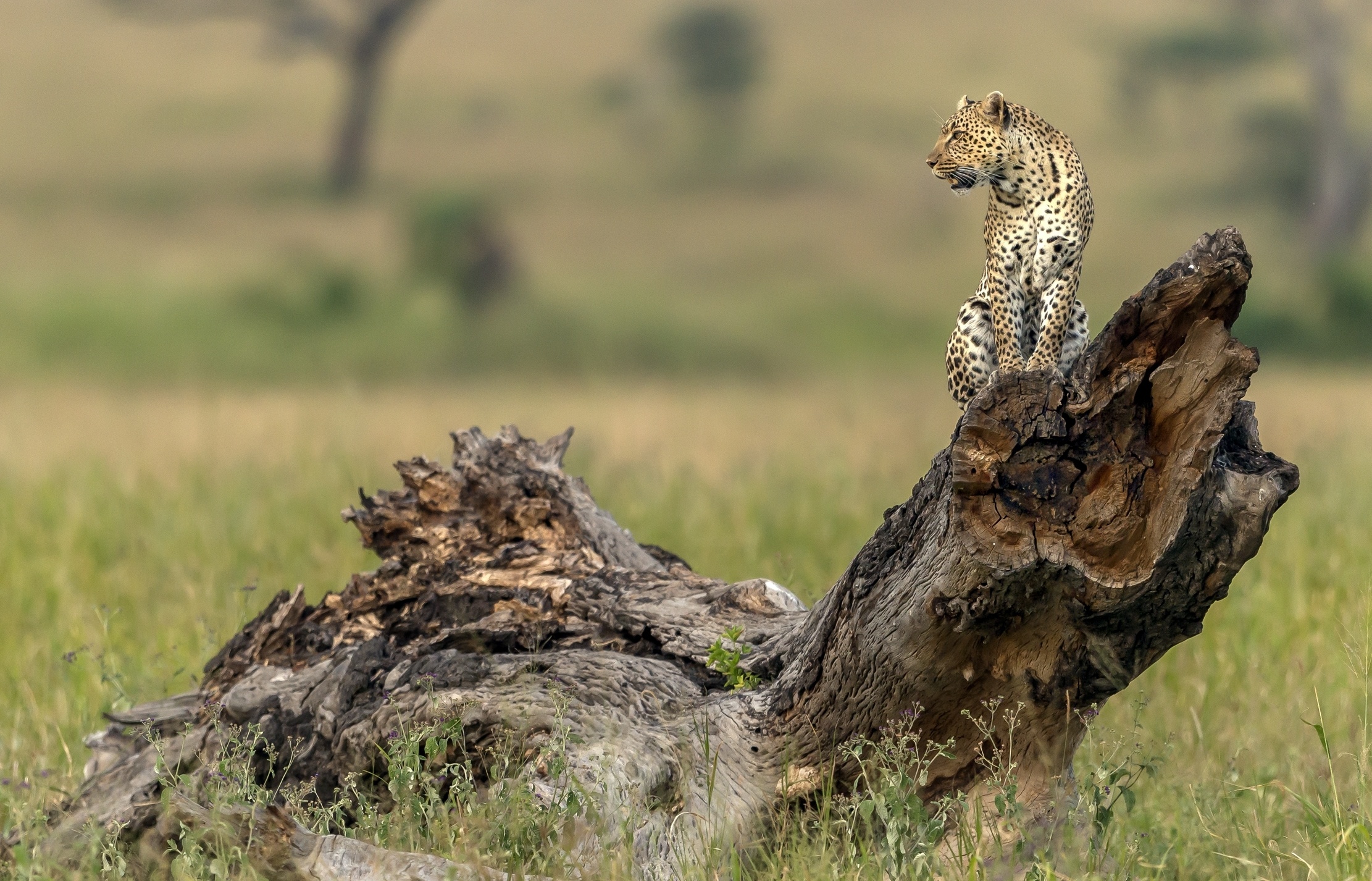 Download mobile wallpaper Cats, Leopard, Animal, Depth Of Field for free.