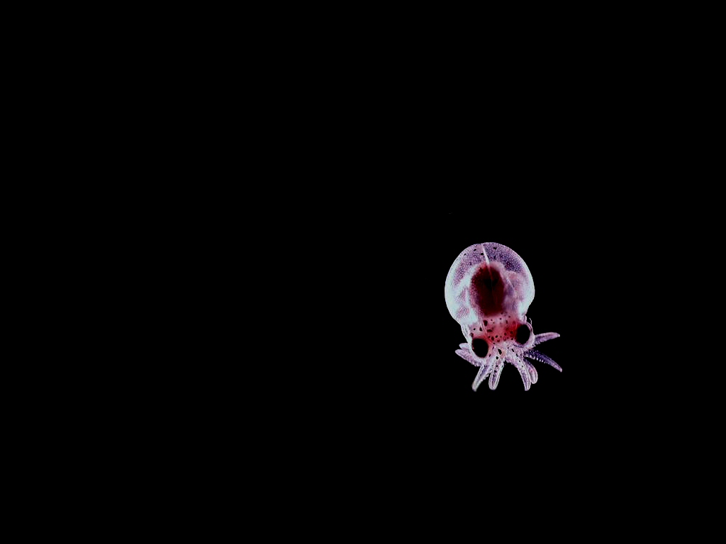 jellyfish, animal