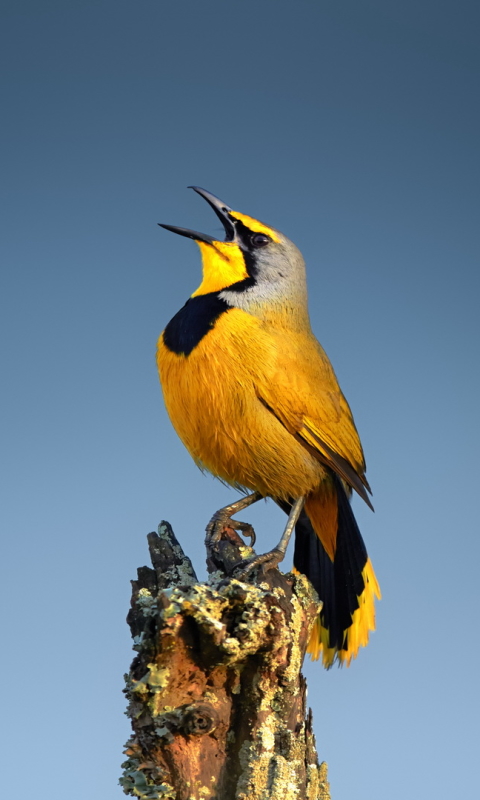 Téléchargez des papiers peints mobile Animaux, Oiseau, Des Oiseaux gratuitement.