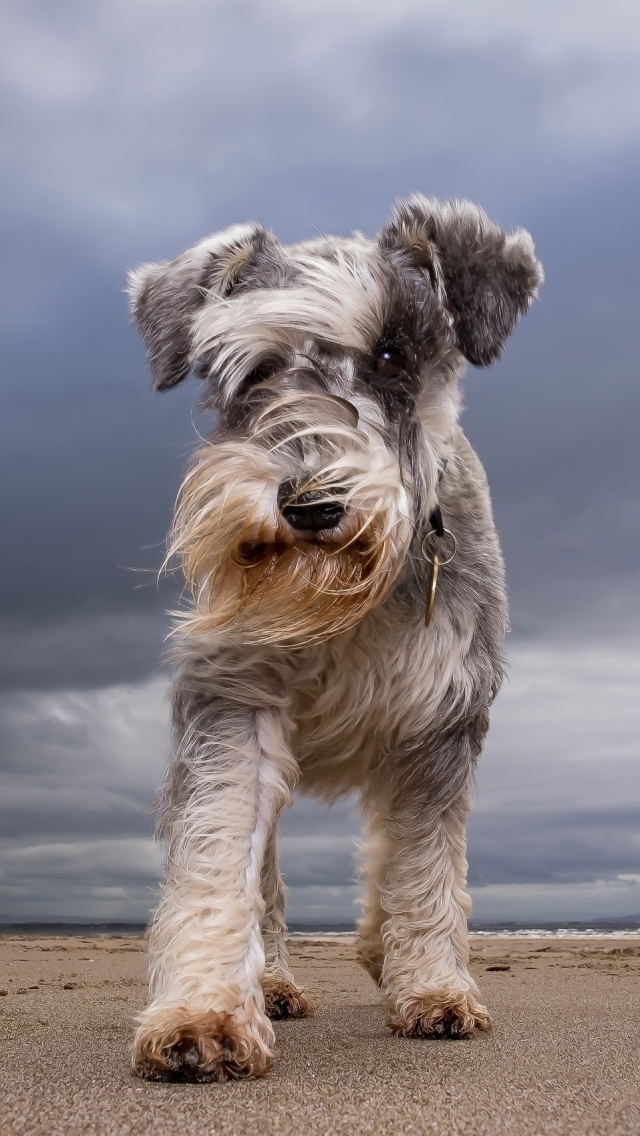 Download mobile wallpaper Dogs, Sand, Dog, Animal, Cloud, Schnauzer for free.