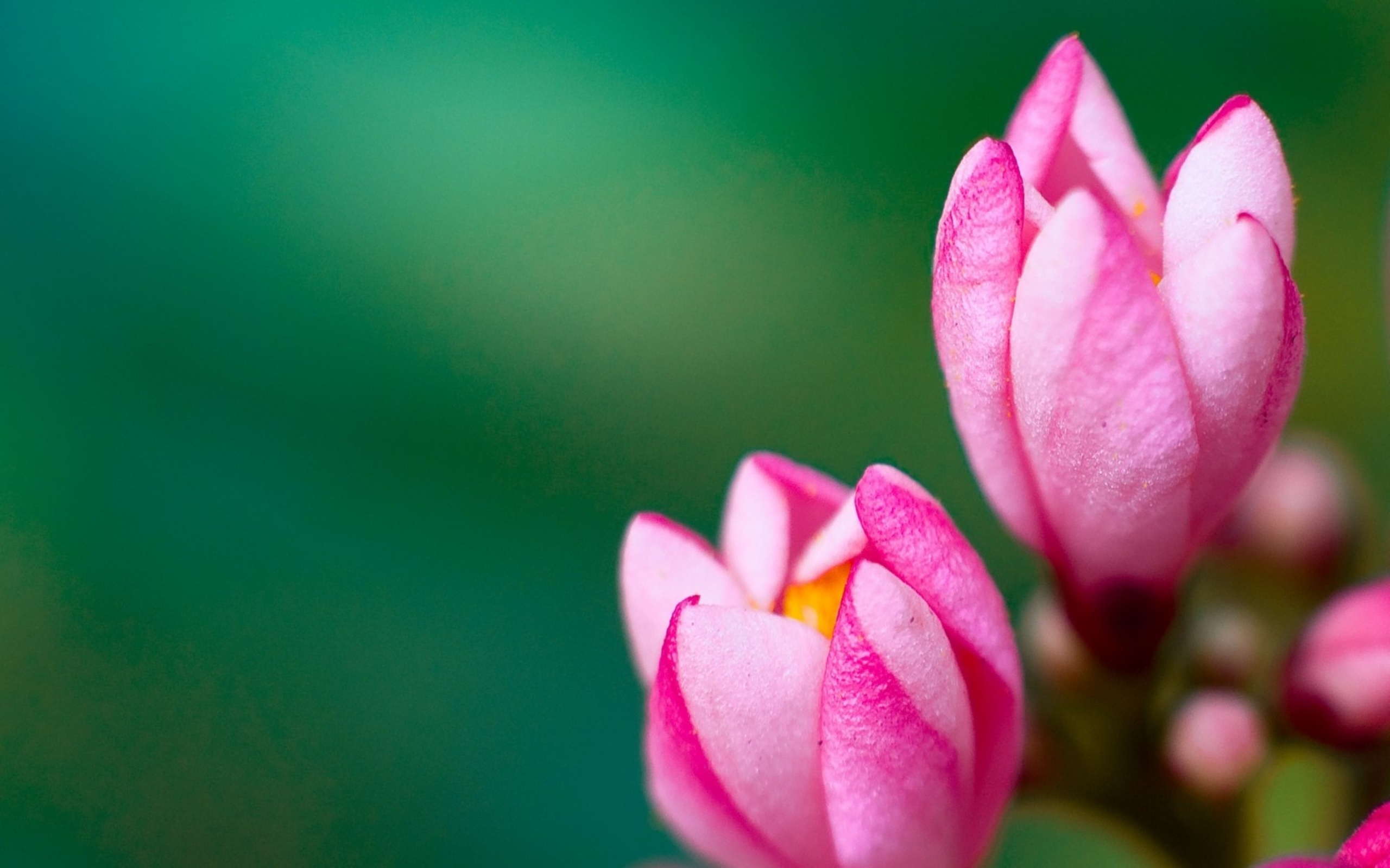 Laden Sie das Blumen, Blüte, Erde/natur-Bild kostenlos auf Ihren PC-Desktop herunter