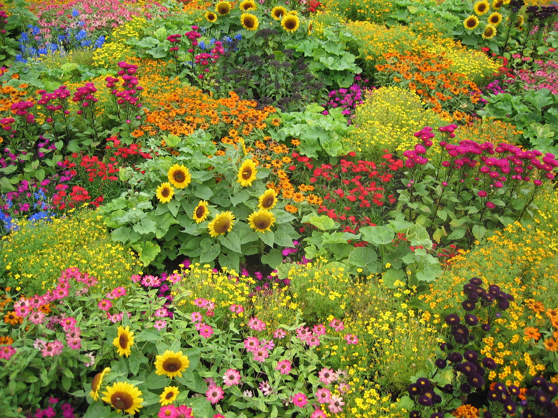 Handy-Wallpaper Blume, Garten, Bunt, Sonnenblume, Gelbe Blume, Lila Blume, Rote Blume, Menschengemacht, Pinke Blume kostenlos herunterladen.