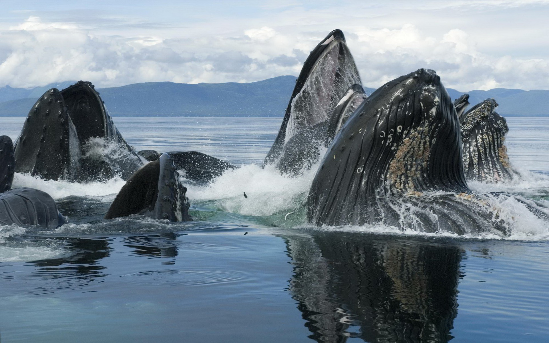 animal, humpback whale