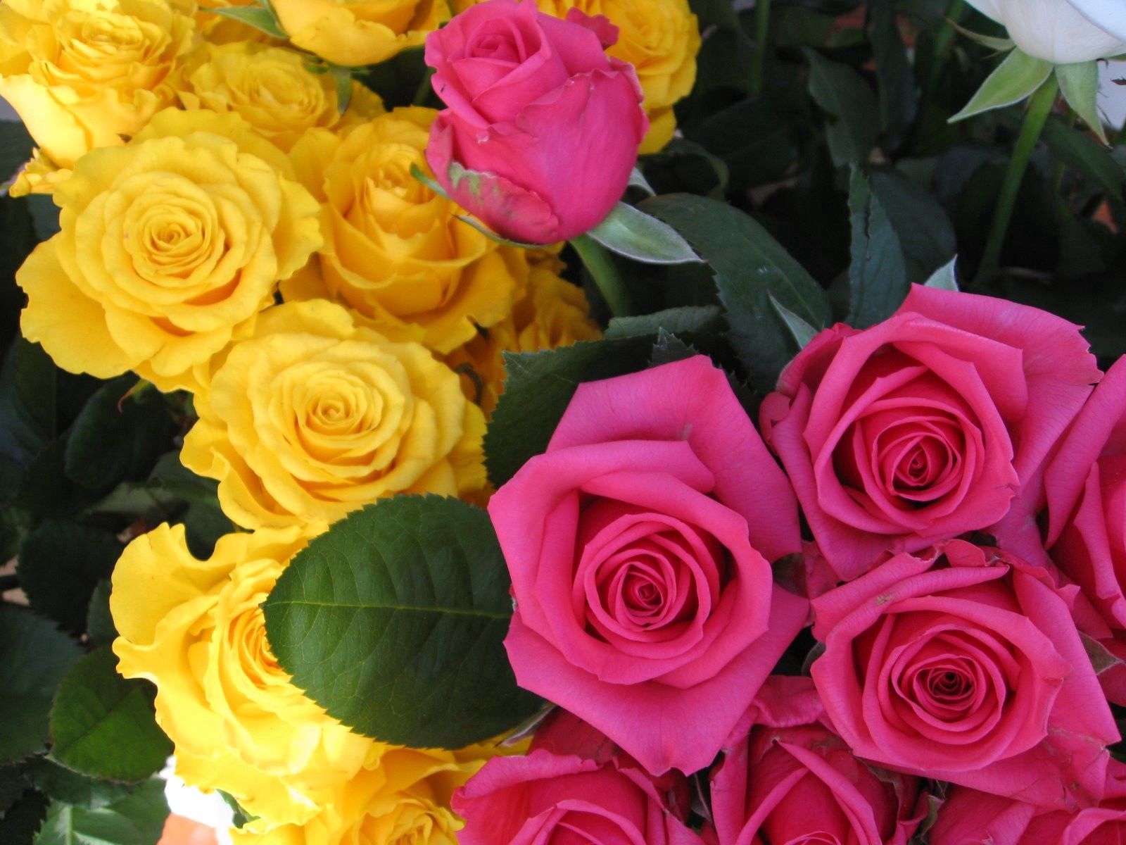 flowers, roses, pink, yellow, buds Full HD