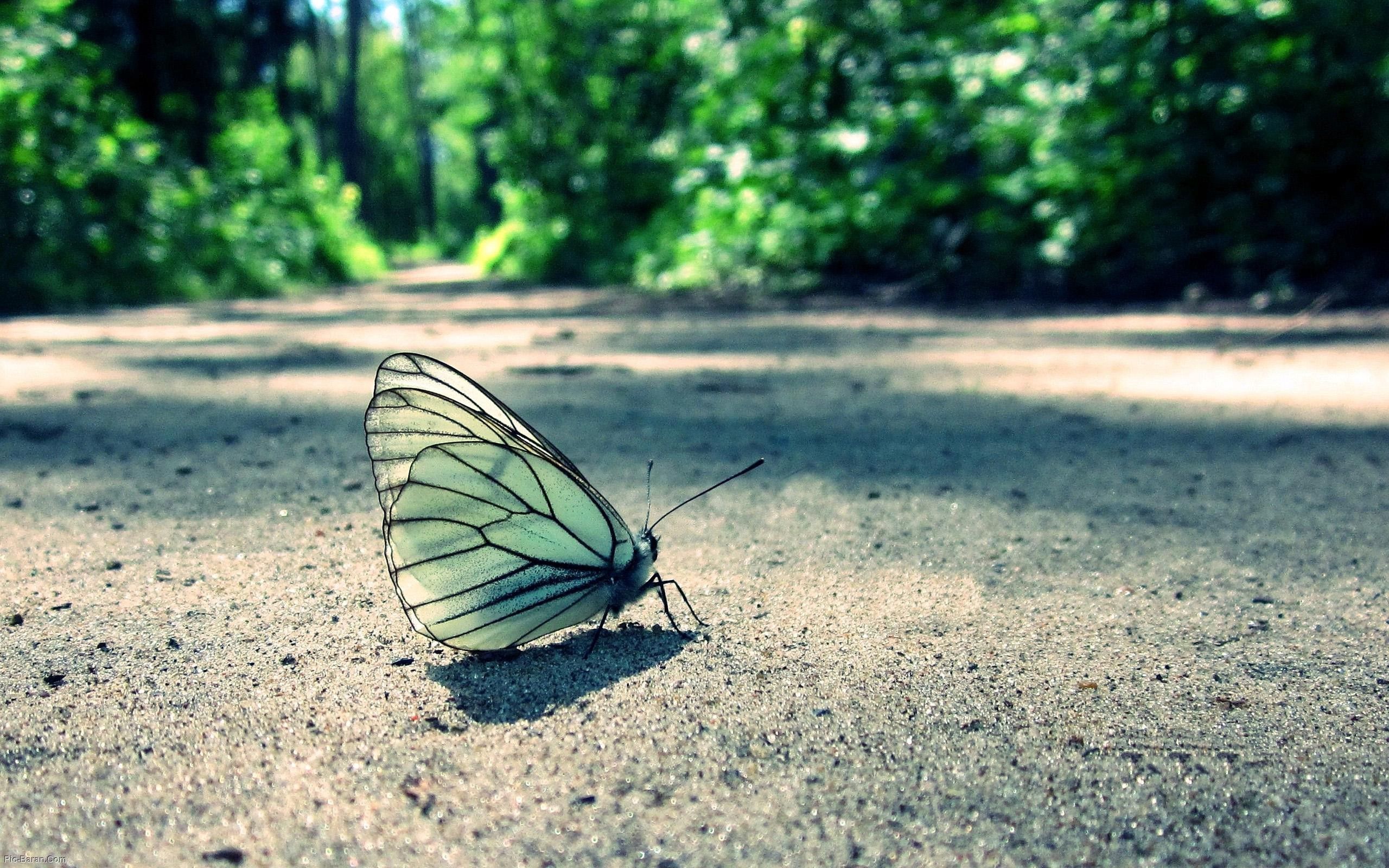 Download mobile wallpaper Sand, Macro, Grass, Butterfly for free.