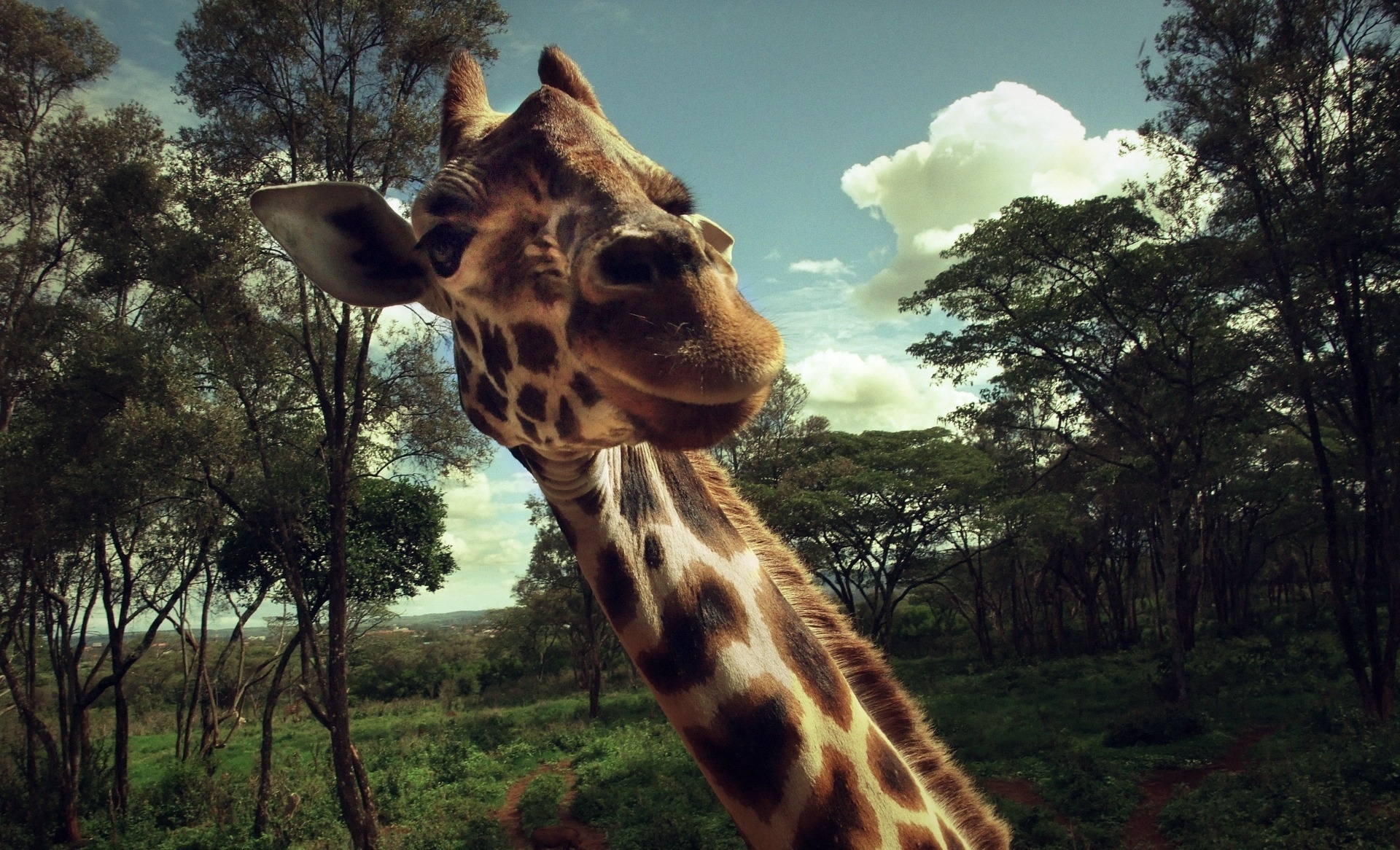 Download mobile wallpaper Muzzle, Grass, Animals, Trees, Giraffe for free.