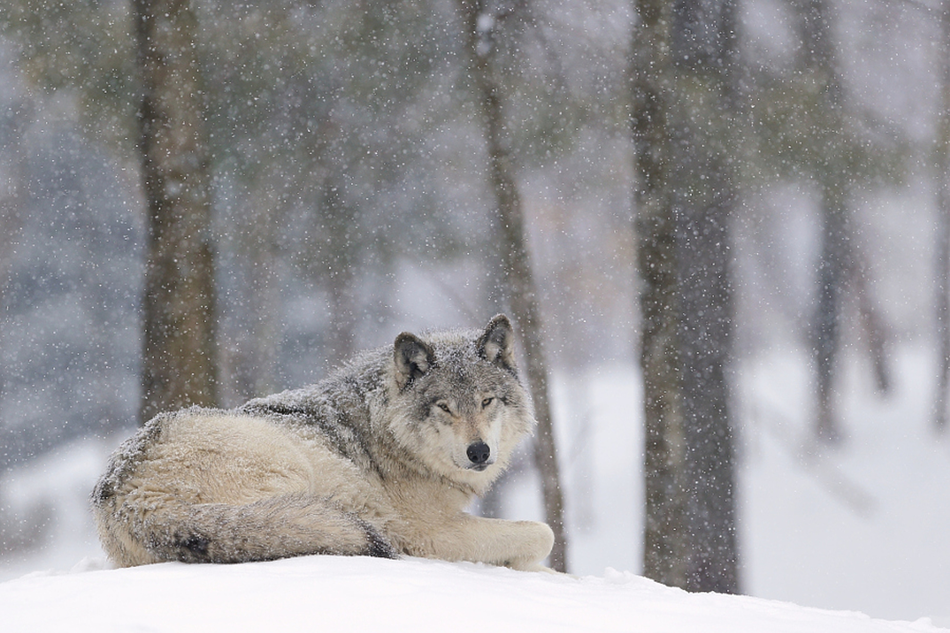 Free download wallpaper Winter, Snow, Wolf, Animal, Snowfall, Wolves on your PC desktop