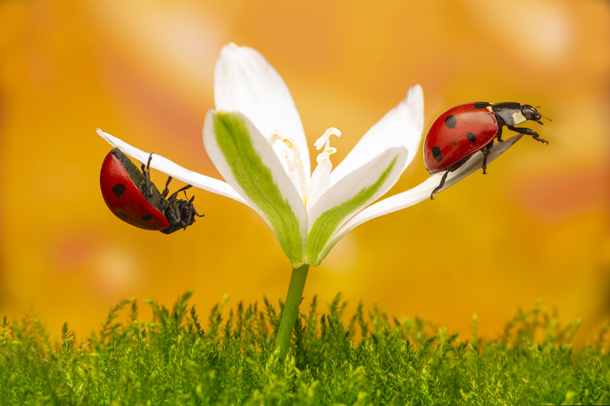 Téléchargez gratuitement l'image Animaux, Fleur, Macro, Insecte, Cocinelle sur le bureau de votre PC