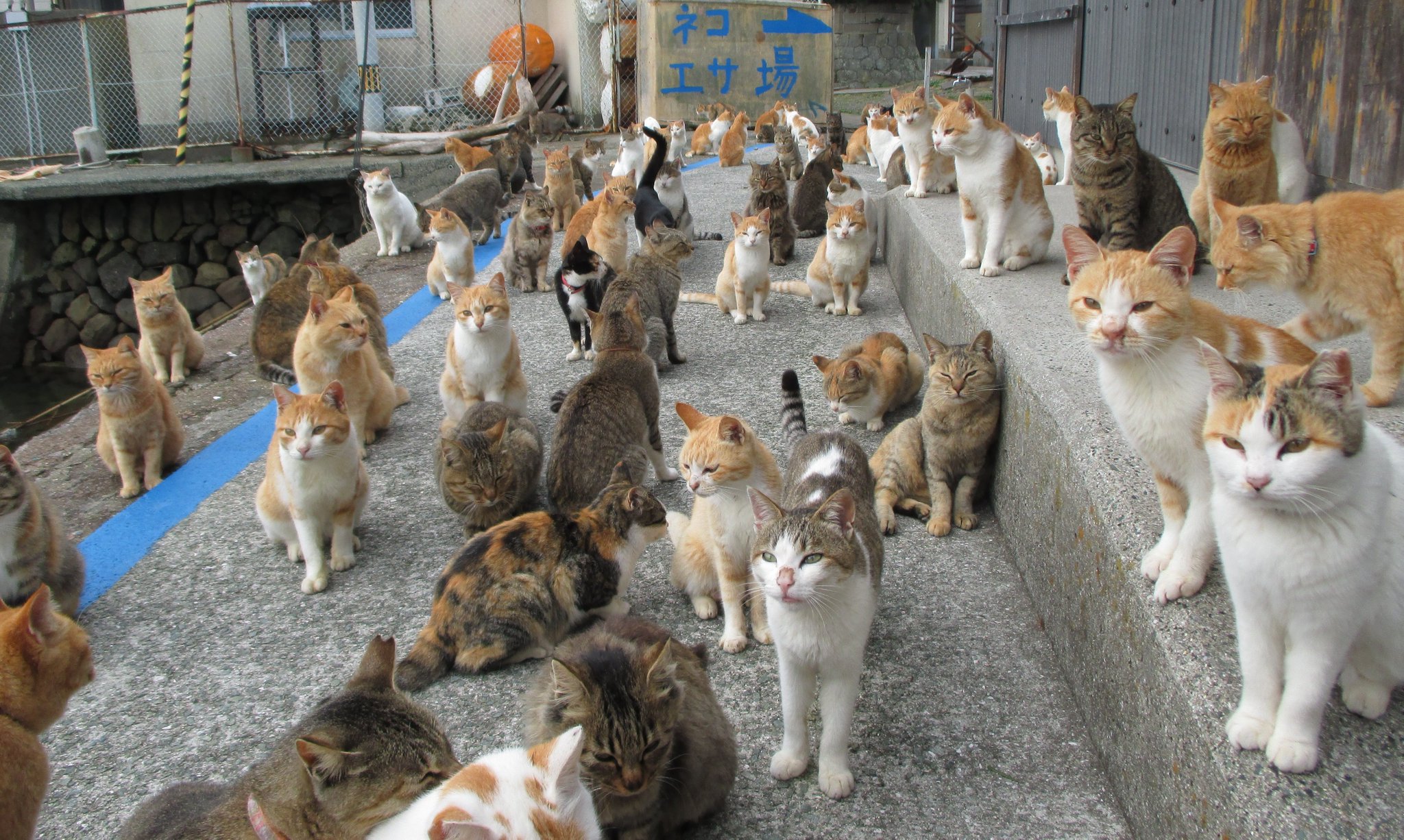 Handy-Wallpaper Tiere, Katze, Japan, Aoshima kostenlos herunterladen.