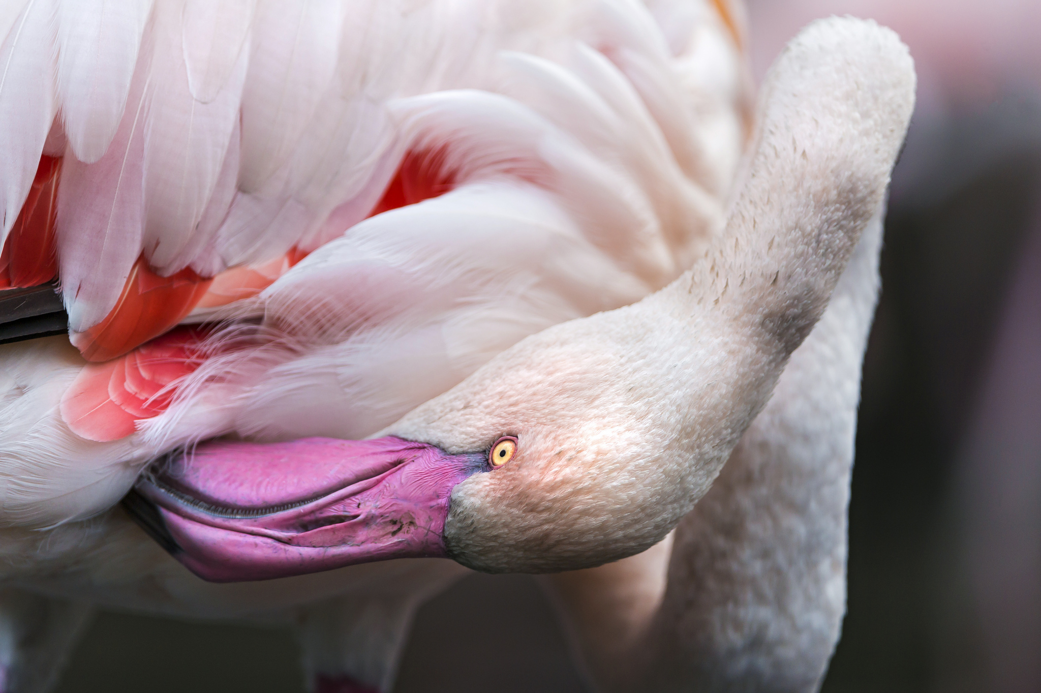 302714 Bildschirmschoner und Hintergrundbilder Flamingo auf Ihrem Telefon. Laden Sie  Bilder kostenlos herunter
