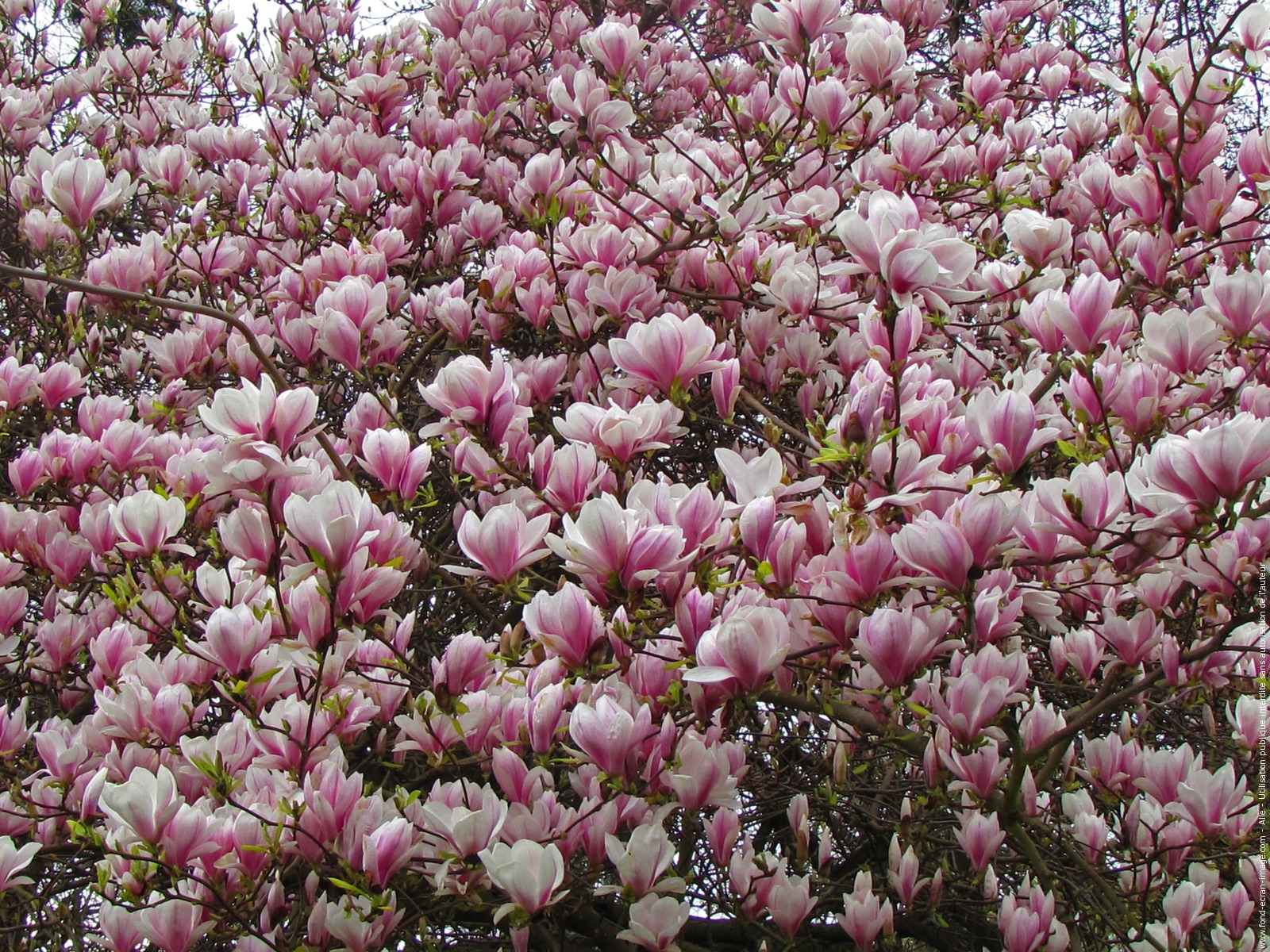 414182 descargar imagen tierra/naturaleza, magnolia, florecer, de cerca, flor rosa, primavera, árboles: fondos de pantalla y protectores de pantalla gratis