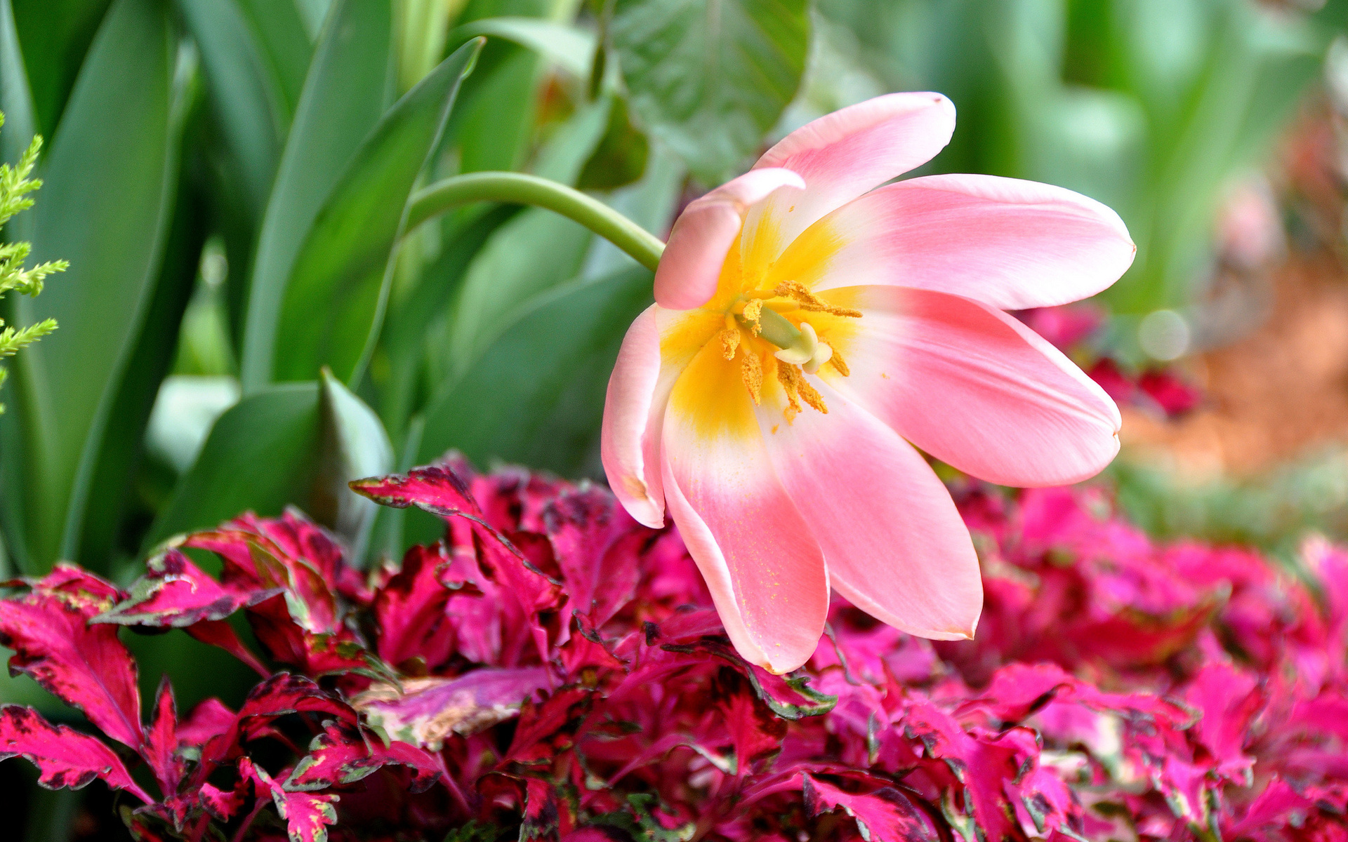 Téléchargez gratuitement l'image Fleurs, Fleur, Terre/nature sur le bureau de votre PC