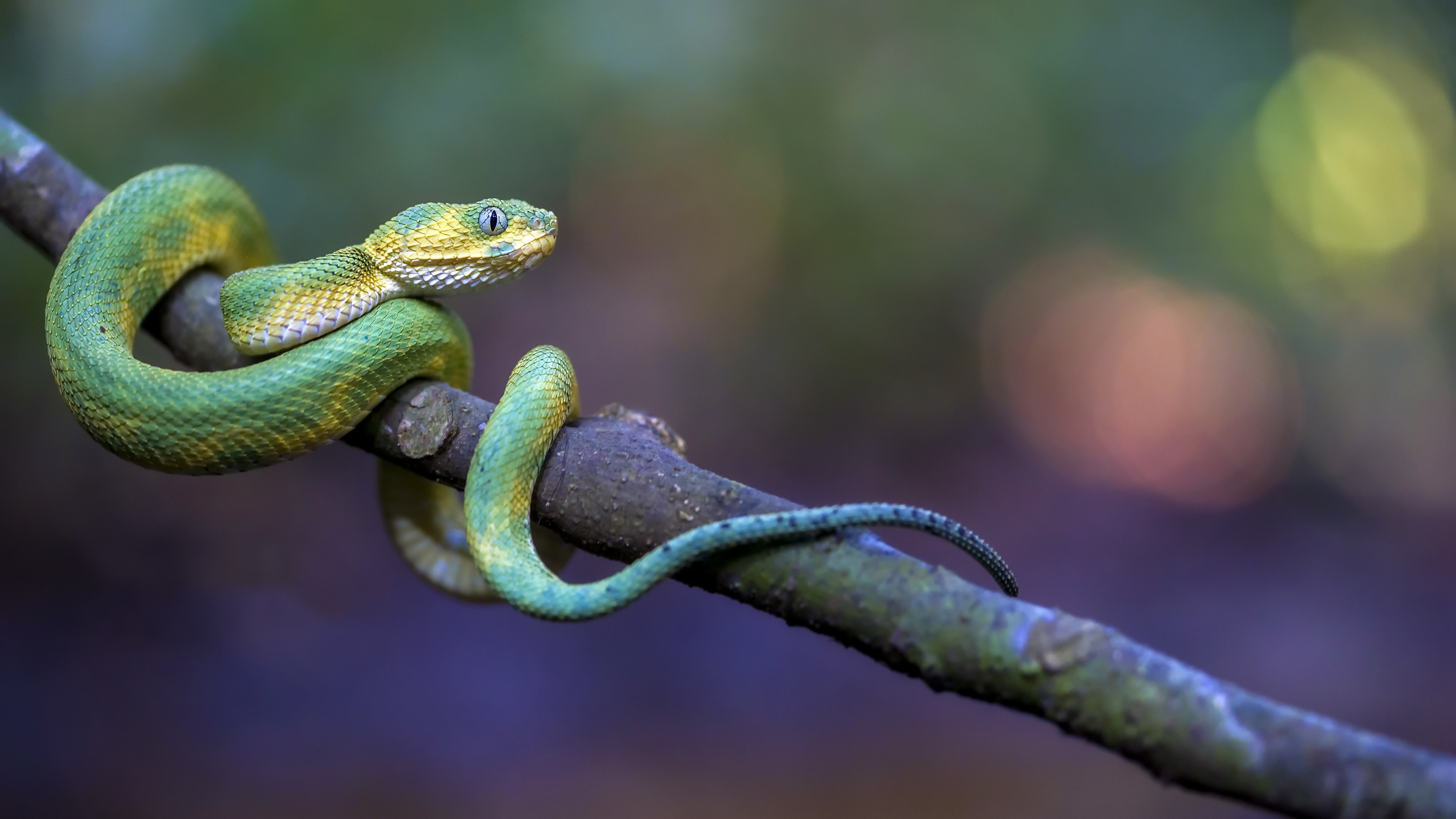 Download mobile wallpaper Animal, Reptiles, Viper for free.