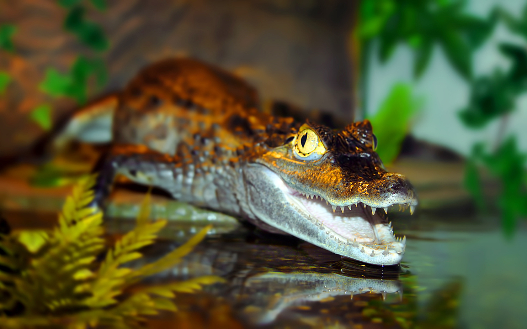 Скачать обои бесплатно Животные, Крокодил, Рептилии картинка на рабочий стол ПК