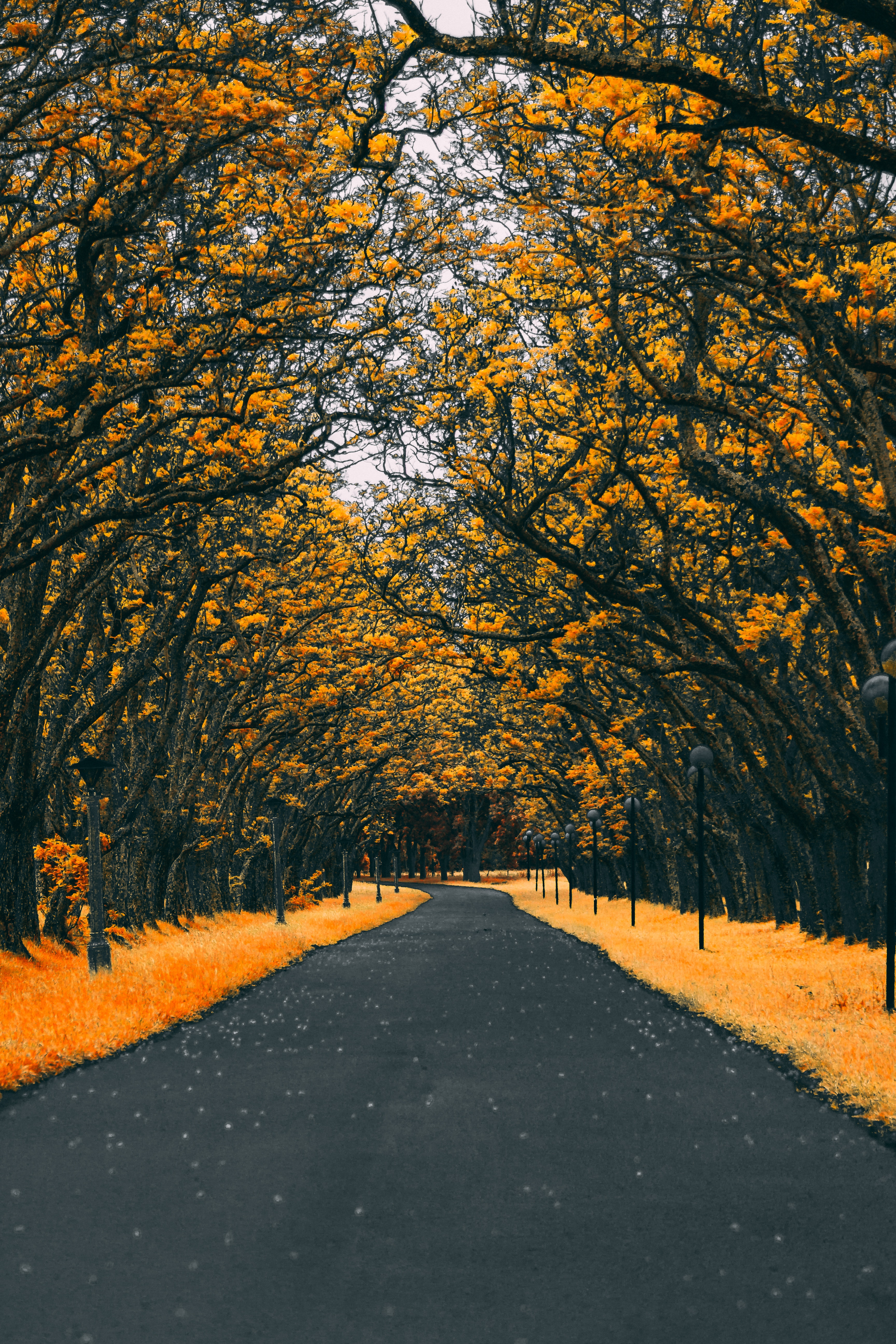 road, autumn, lanterns, nature, trees, lights, foliage HD wallpaper
