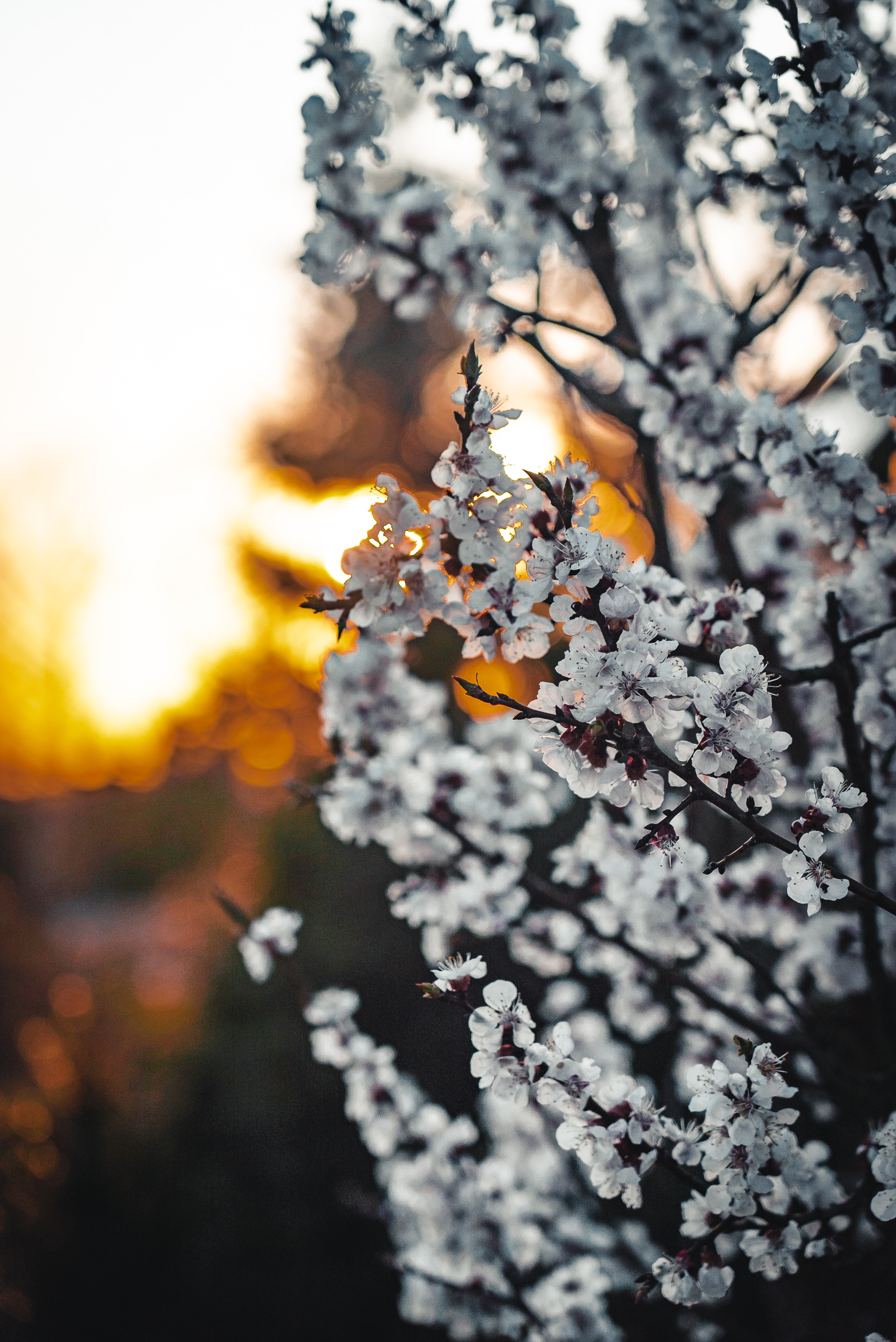 sakura, flowers, branches, spring, blooms