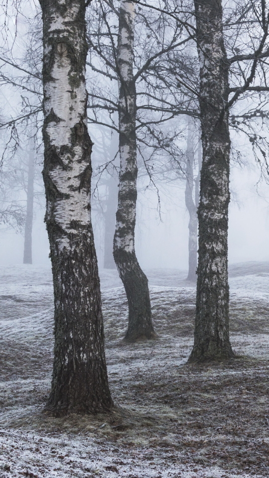 Download mobile wallpaper Winter, Nature, Park, Tree, Fog, Earth for free.