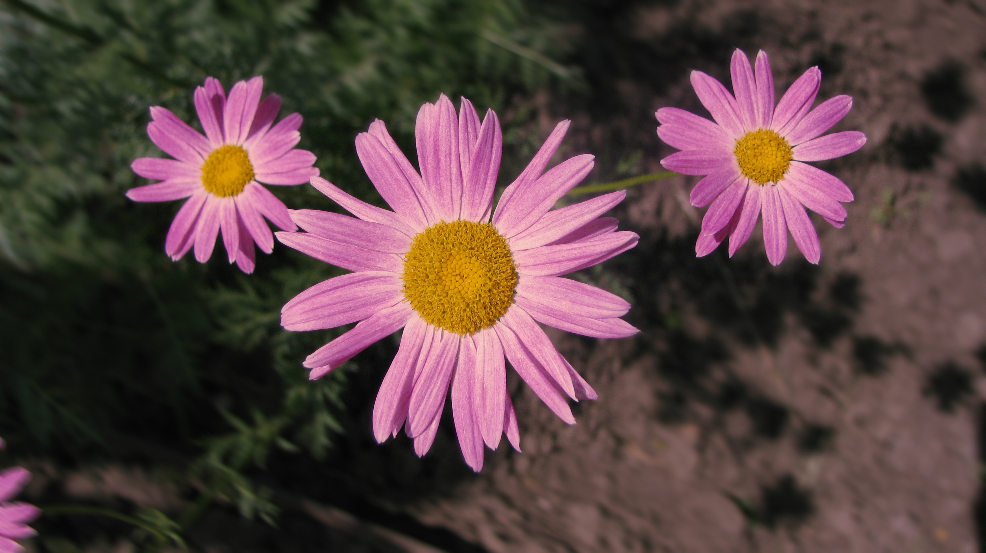 108989 завантажити шпалери квіти, тінь, рожевий, рожеві, різкість - заставки і картинки безкоштовно