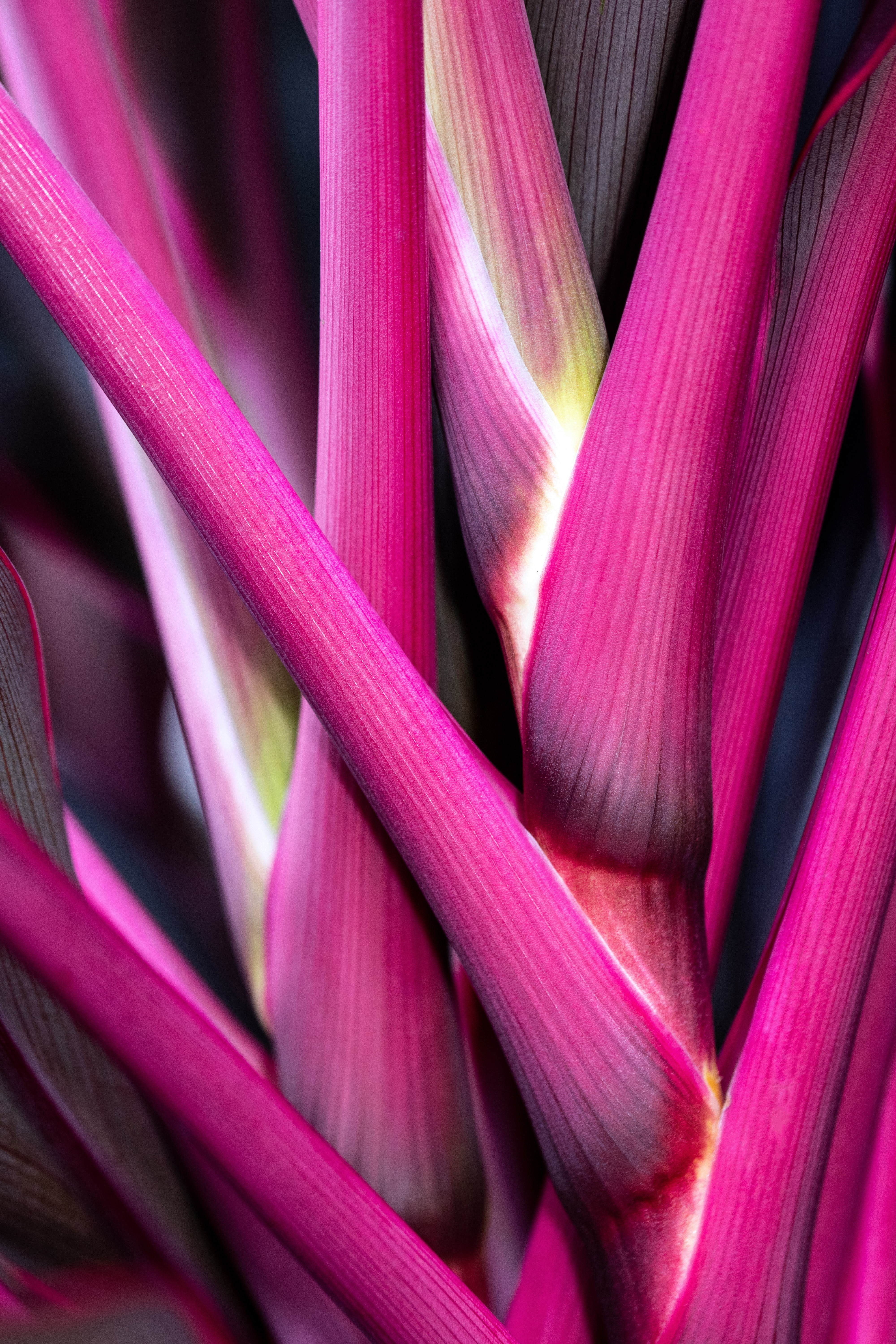 pink, plant, macro, stem, stalk HD wallpaper