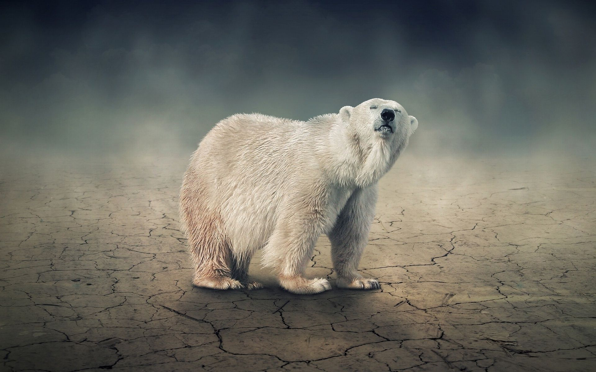 Handy-Wallpaper Bären, Eisbär, Bär, Tiere kostenlos herunterladen.