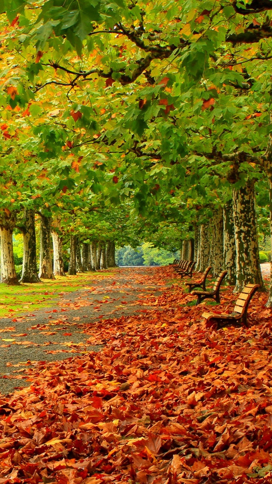 Download mobile wallpaper Park, Tree, Leaf, Fall, Bench, Photography for free.