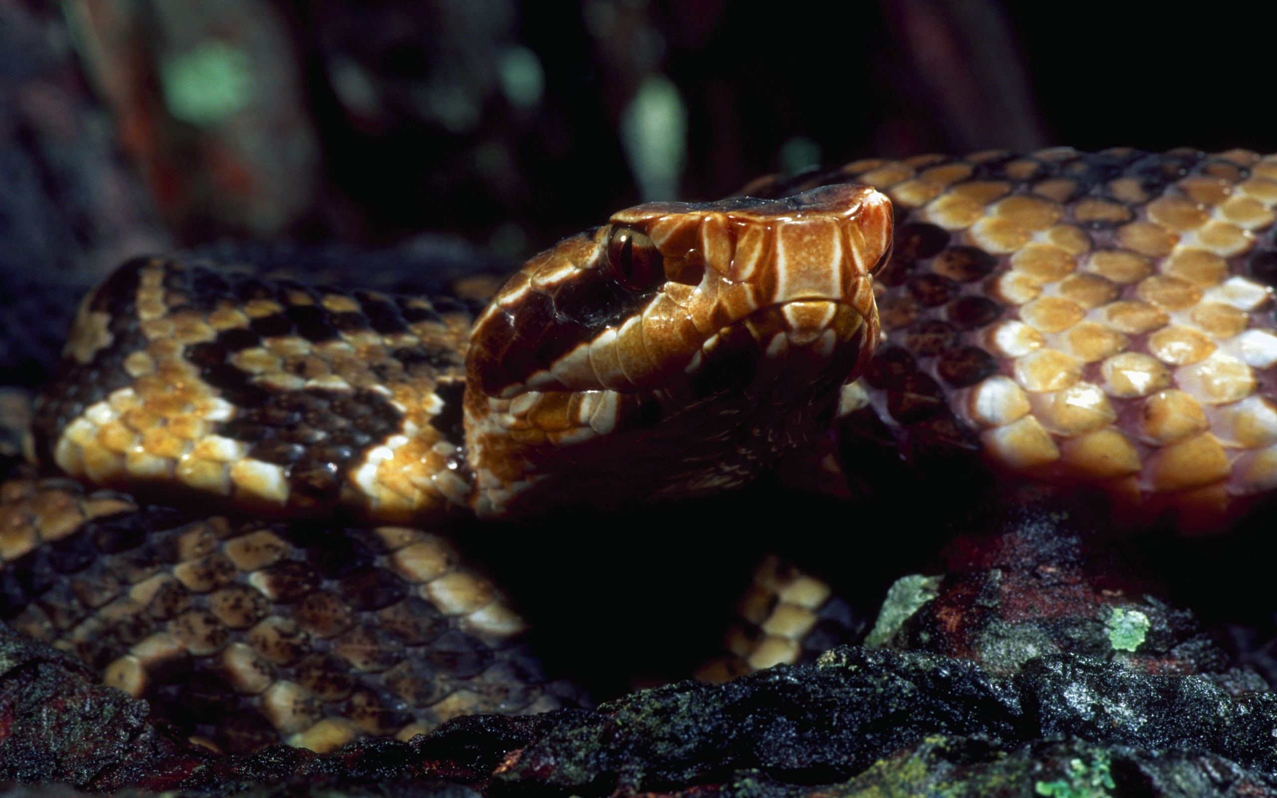 Téléchargez gratuitement l'image Animaux, Serpent, Reptiles sur le bureau de votre PC