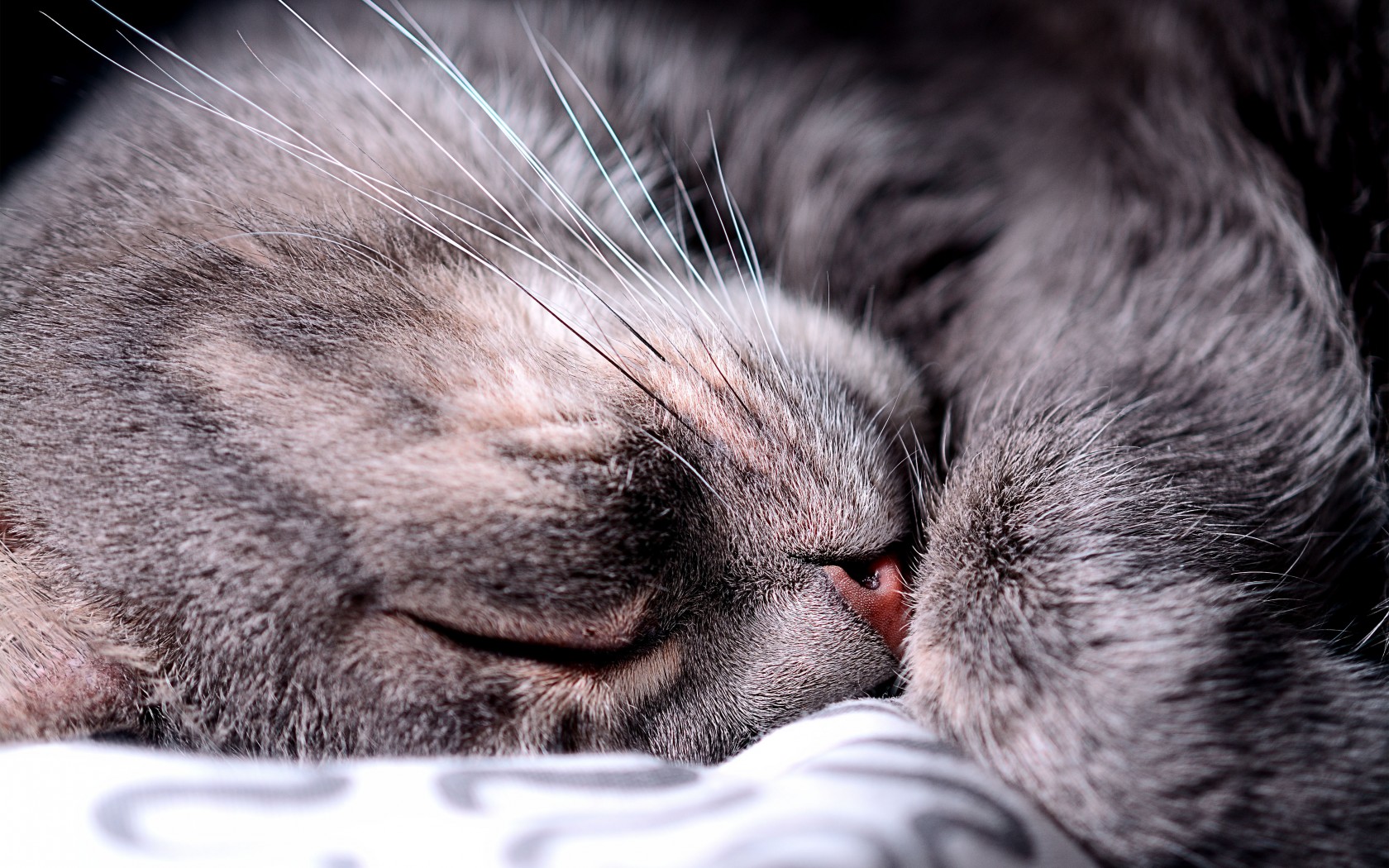 Baixe gratuitamente a imagem Animais, Gatos, Gato na área de trabalho do seu PC