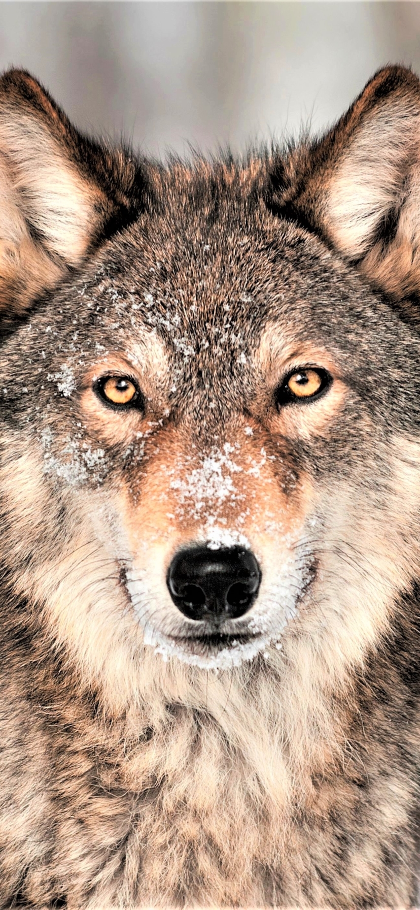 Descarga gratuita de fondo de pantalla para móvil de Animales, Lobo, Mirar Fijamente, Wolves.