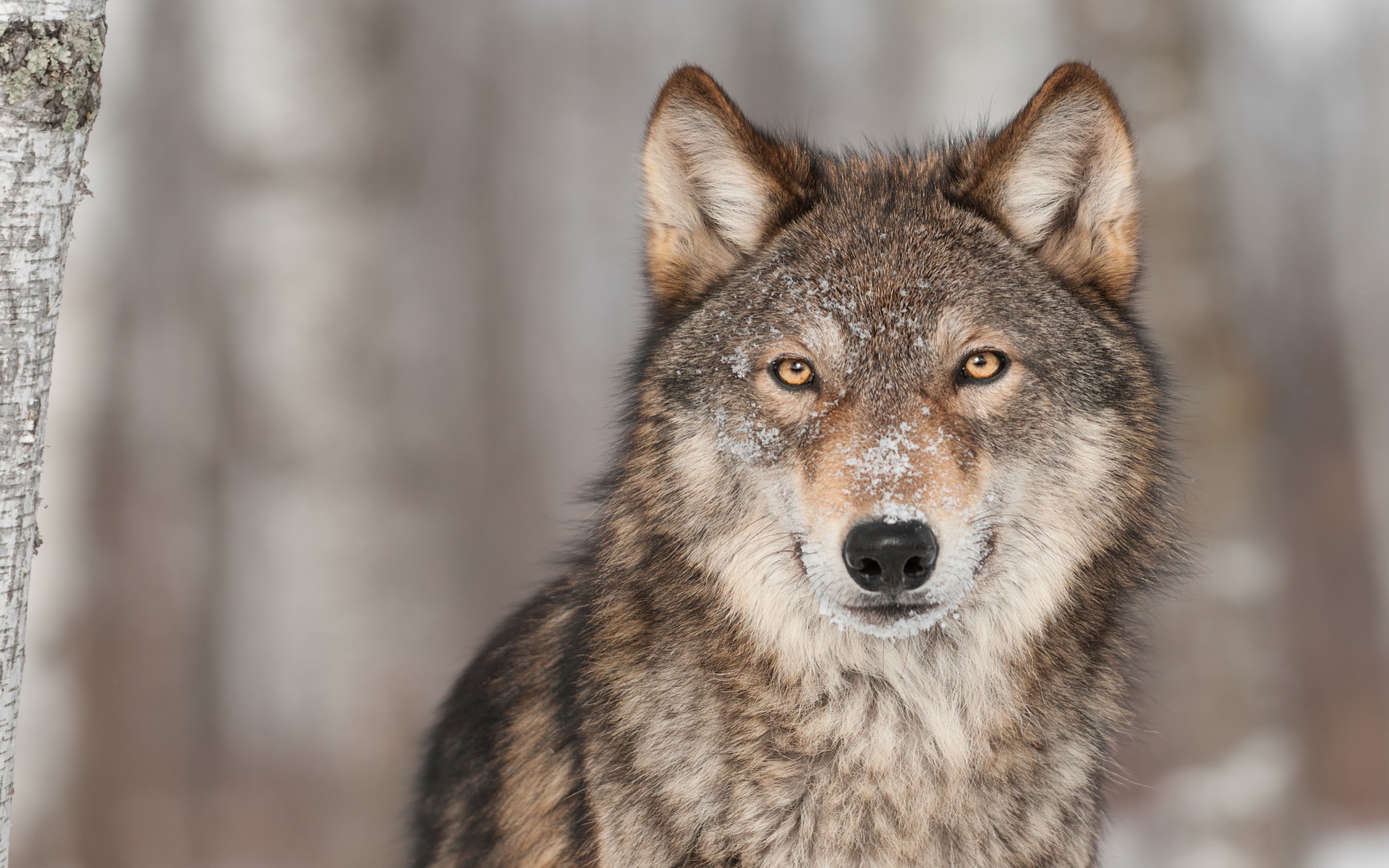 Download mobile wallpaper Wolf, Animal for free.