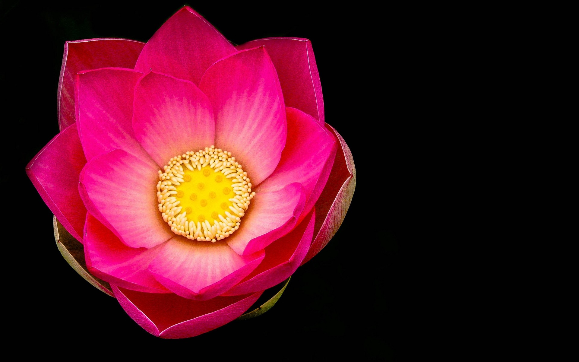 Téléchargez gratuitement l'image Fleurs, Lotus, Fleur, Fermer, Nénuphar, Terre/nature, Fleur Rose sur le bureau de votre PC