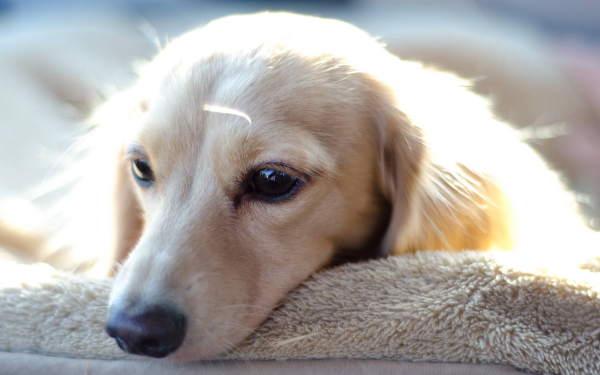 Téléchargez des papiers peints mobile Chiens, Chien, Animaux gratuitement.