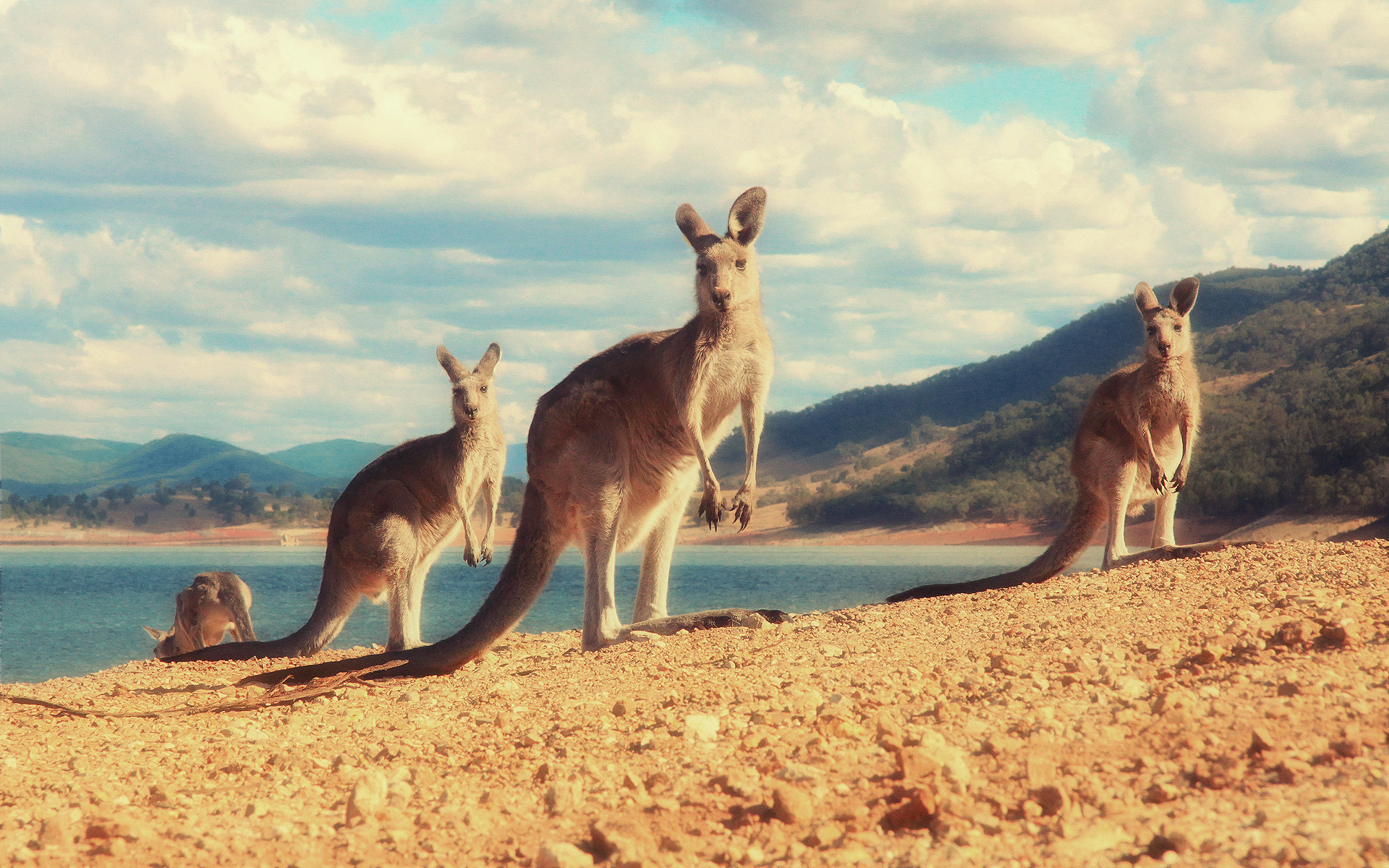 577084 Hintergrundbild herunterladen tiere, känguru - Bildschirmschoner und Bilder kostenlos