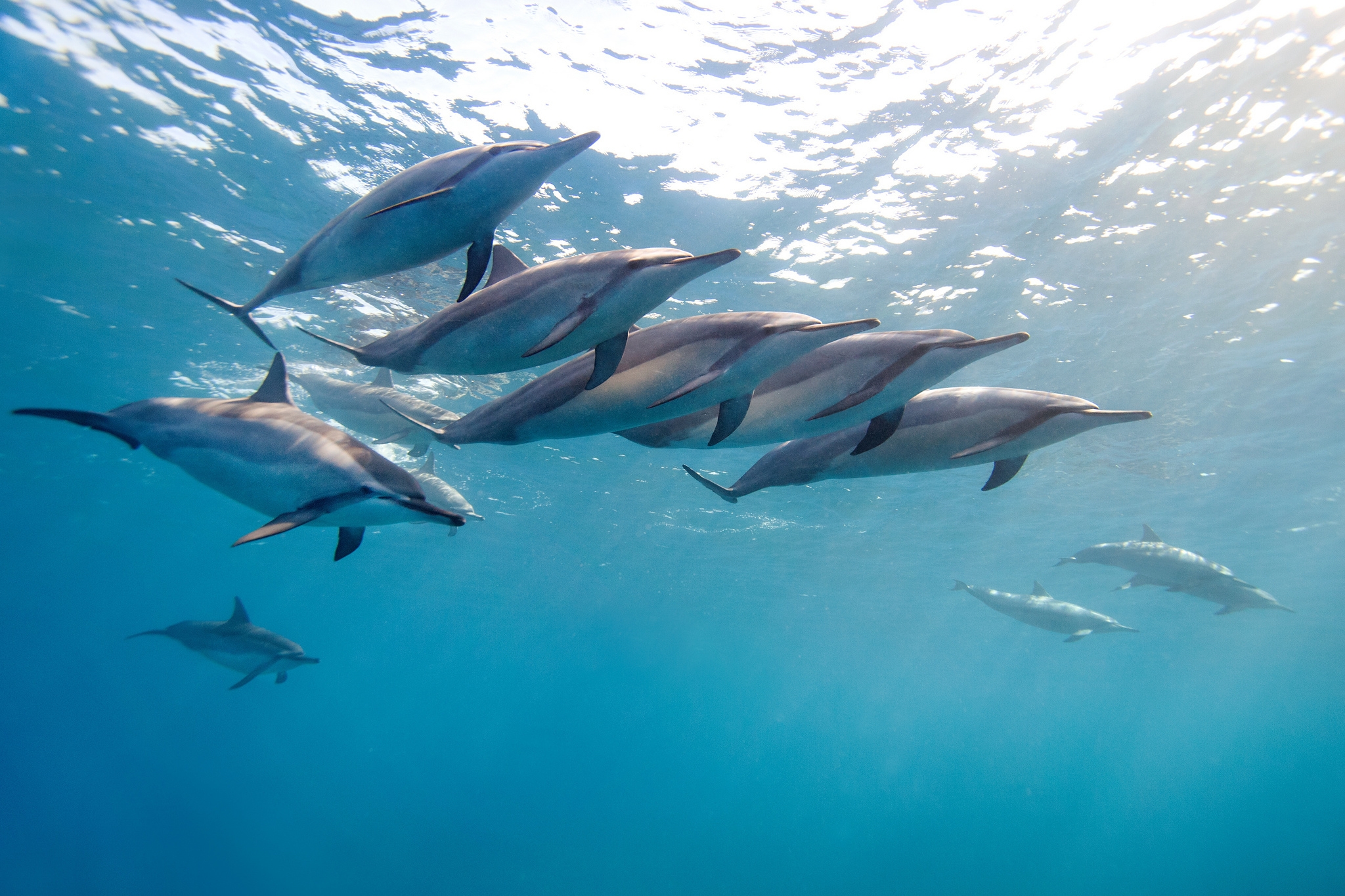 101899 завантажити картинку тварини, вода, океан, зграя, дельфін, гаваї, тропічний дельфін - шпалери і заставки безкоштовно
