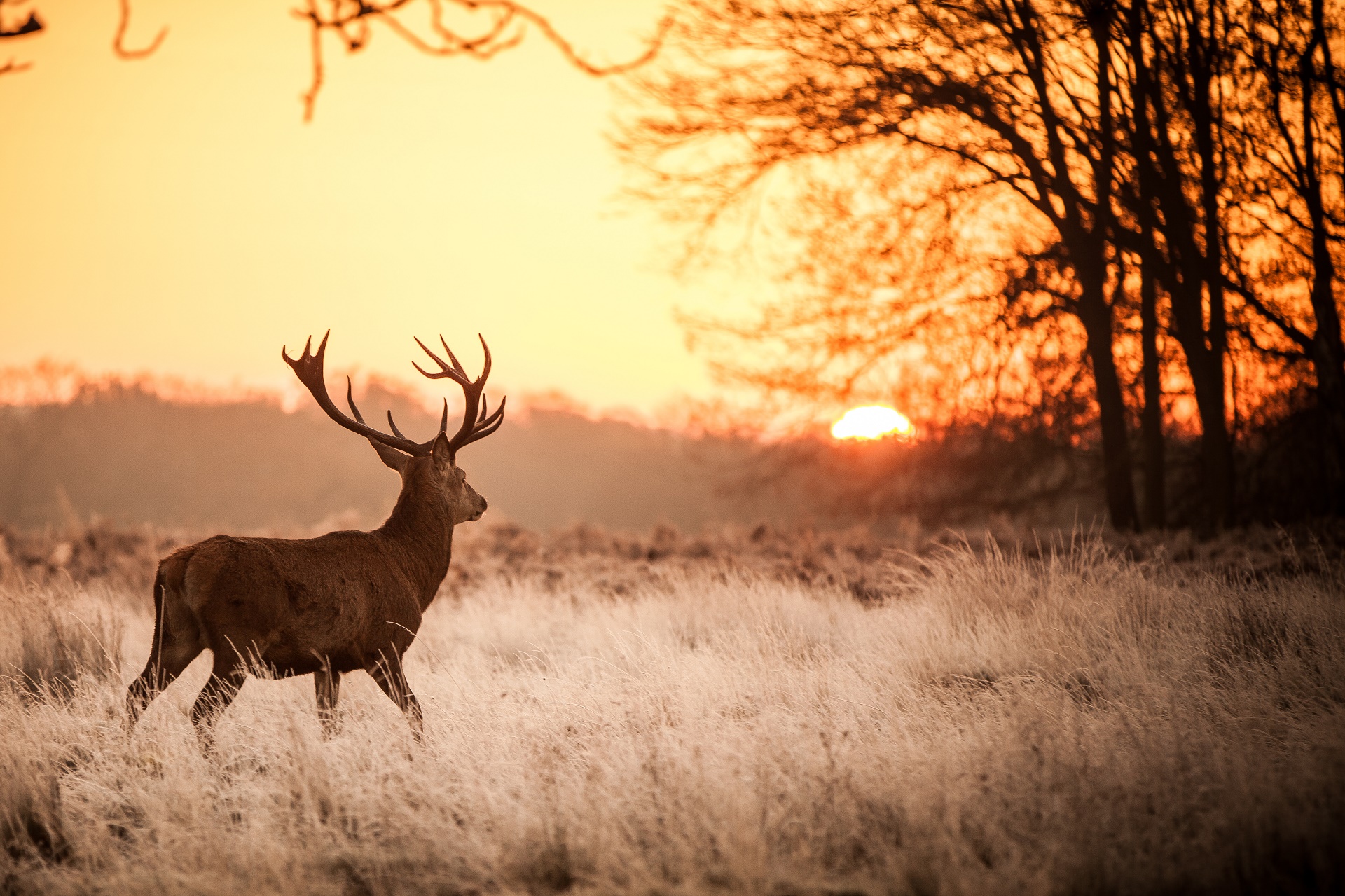 Download mobile wallpaper Deer, Animal for free.