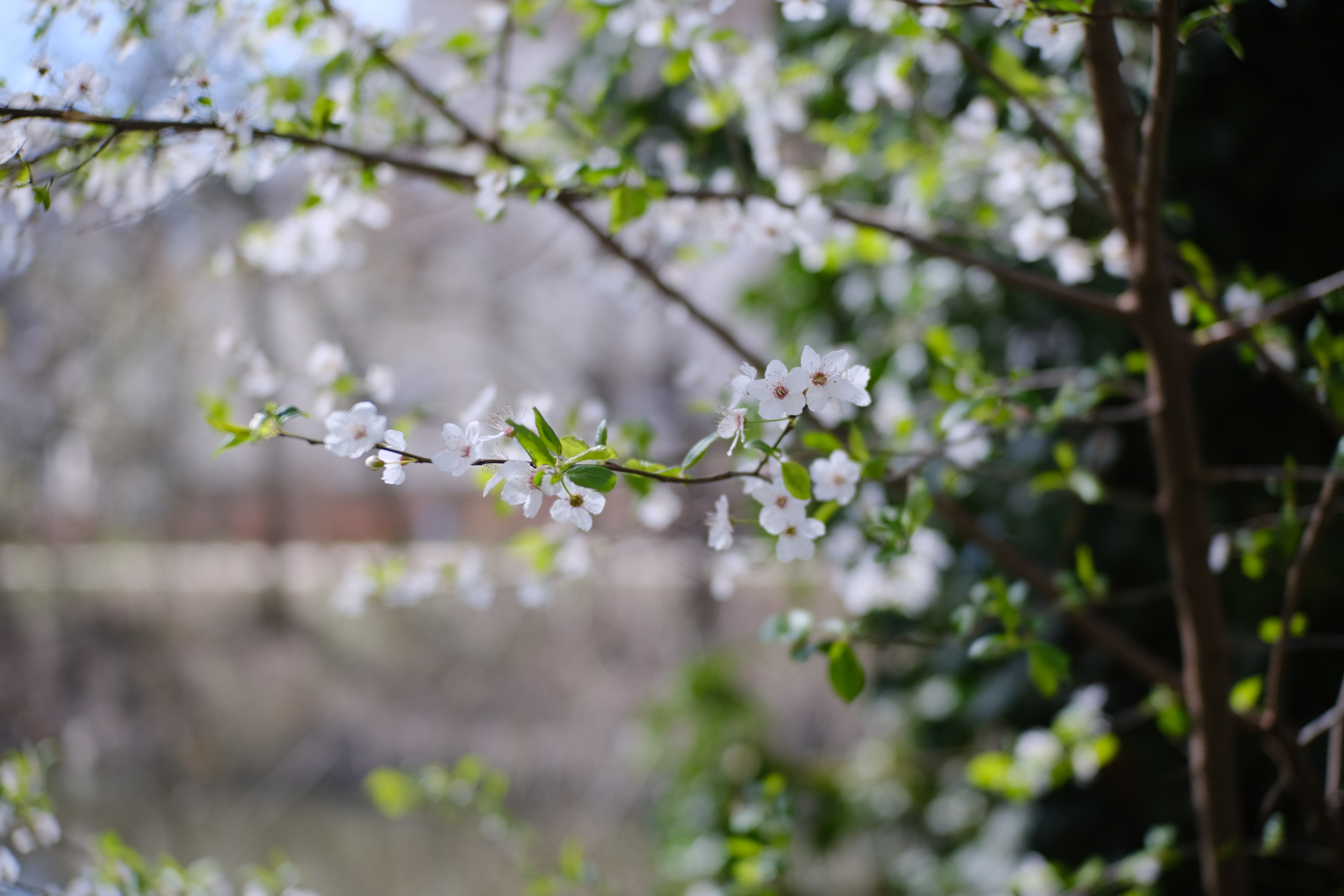 flowers, leaves, cherry, macro, branches, spring