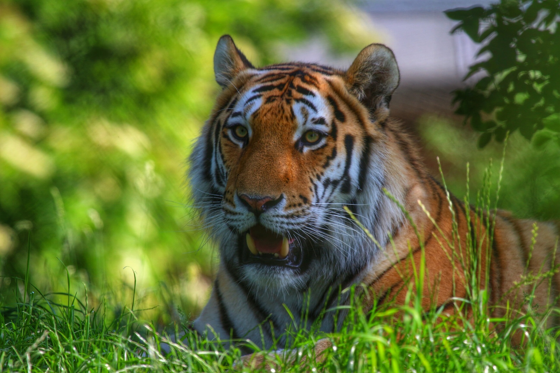 Free download wallpaper Cats, Grass, Tiger, Animal, Bokeh on your PC desktop