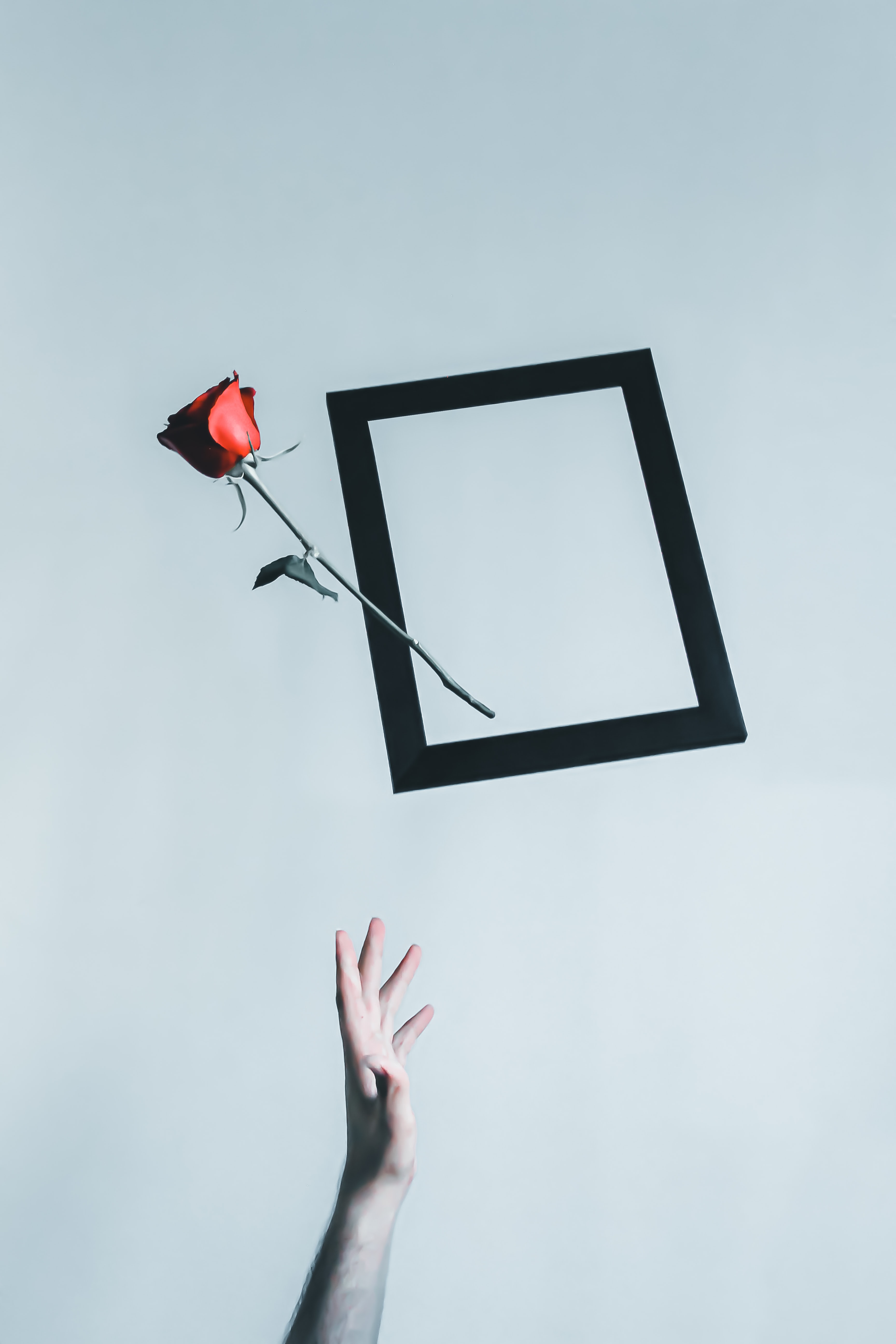 minimalism, rose flower, flower, hand, rose, frame