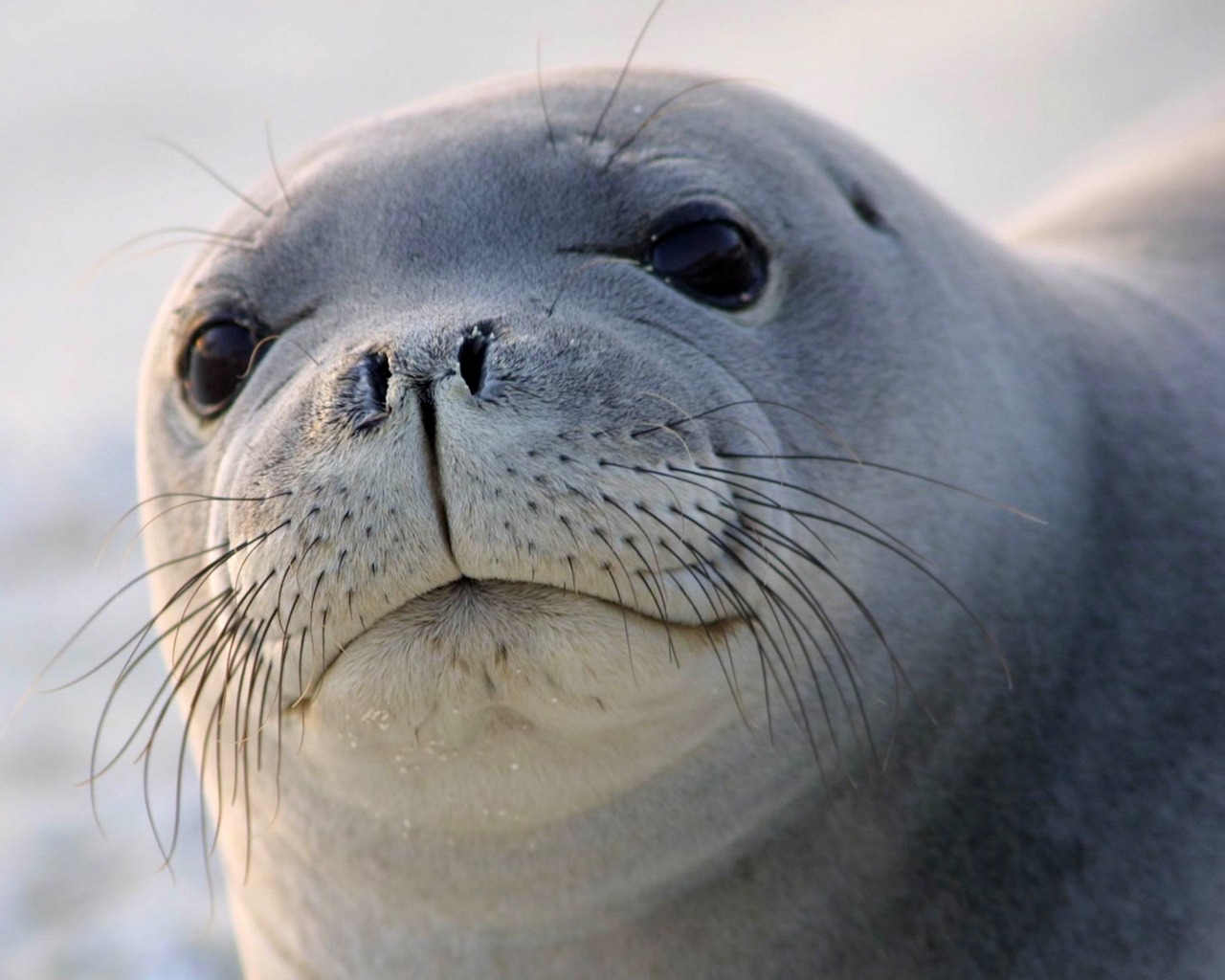 1447746 baixar papel de parede animais, foca - protetores de tela e imagens gratuitamente