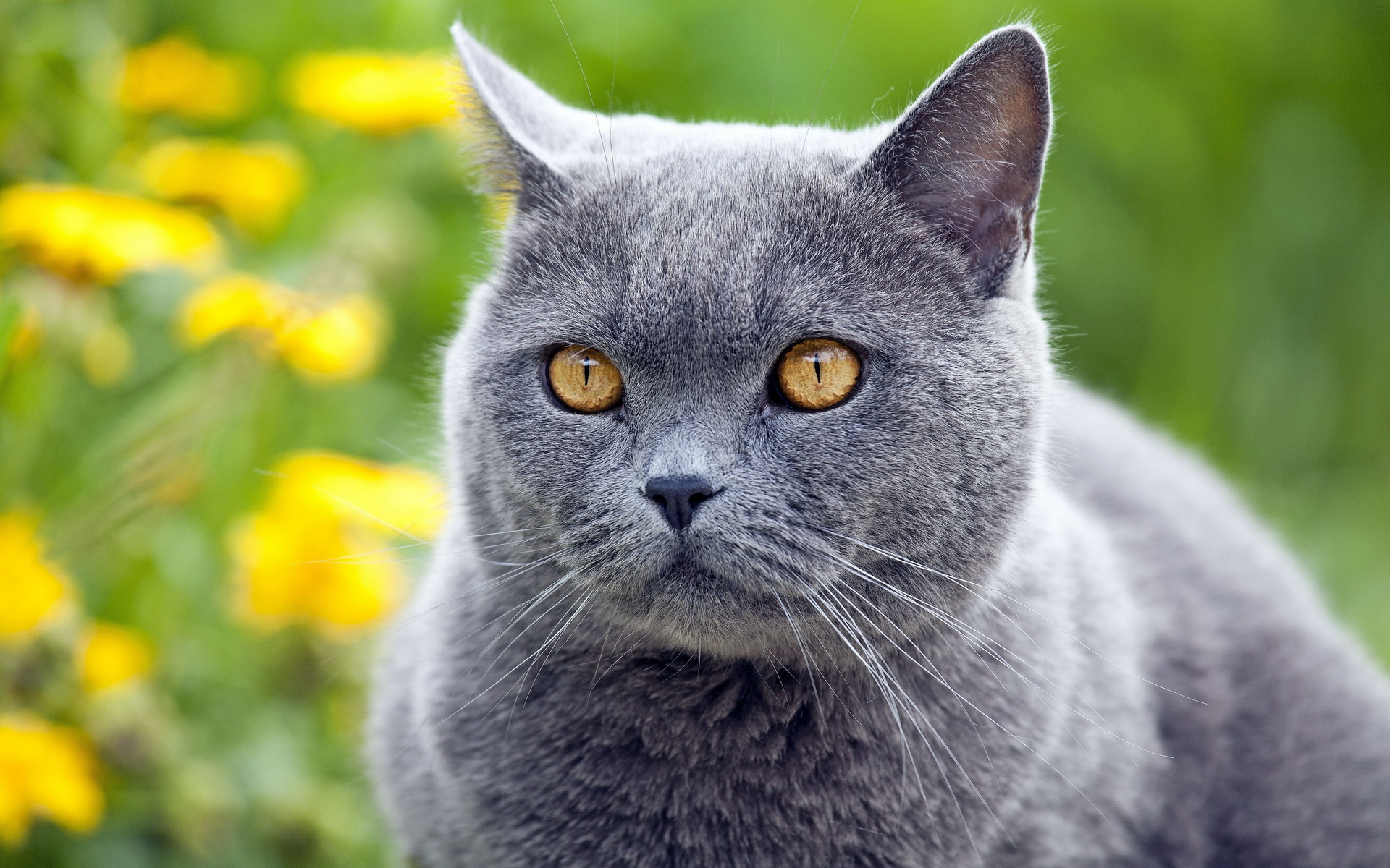 Téléchargez gratuitement l'image Animaux, Chats, Chat sur le bureau de votre PC