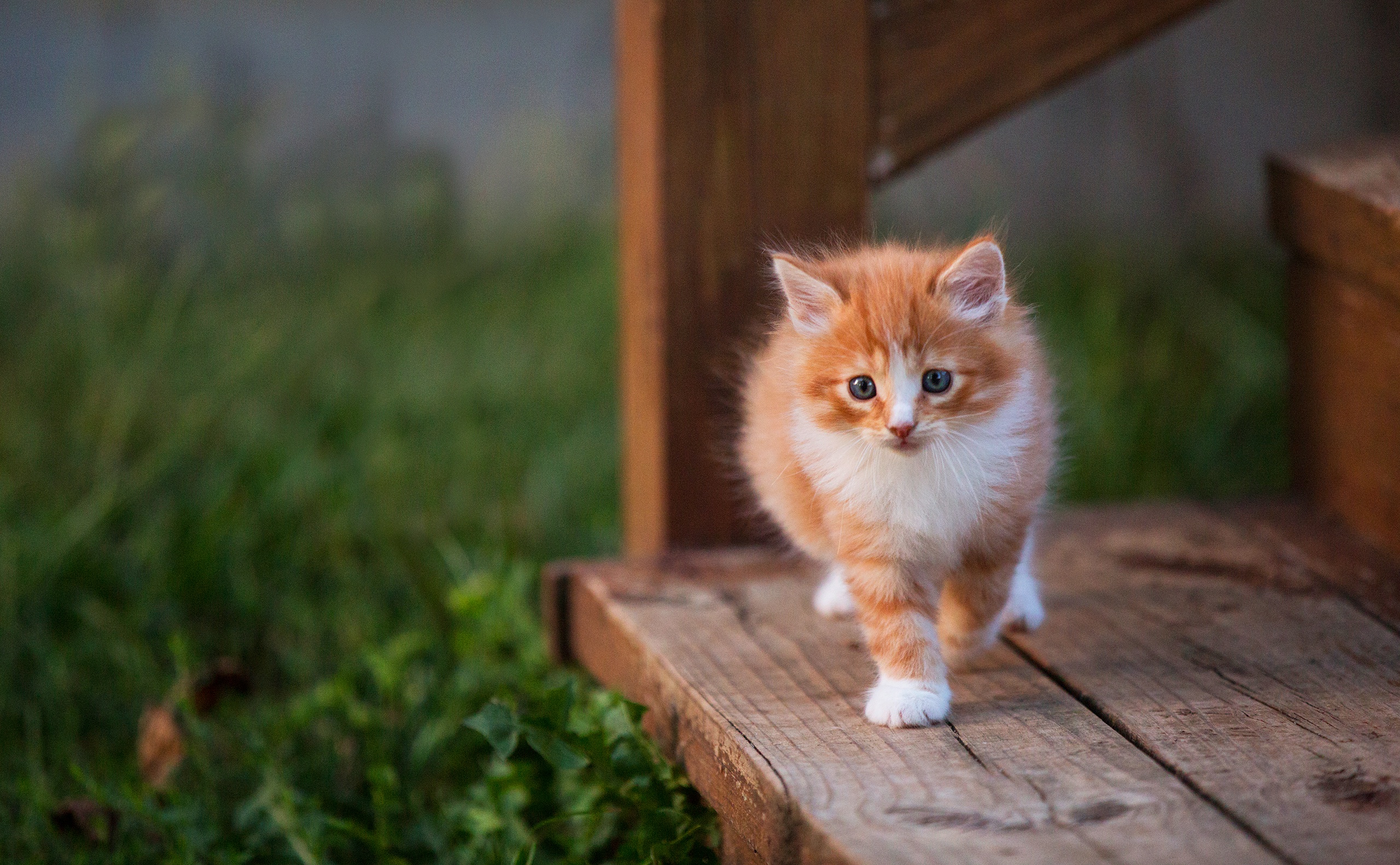 Laden Sie das Tiere, Katzen, Katze, Kätzchen, Tierbaby-Bild kostenlos auf Ihren PC-Desktop herunter