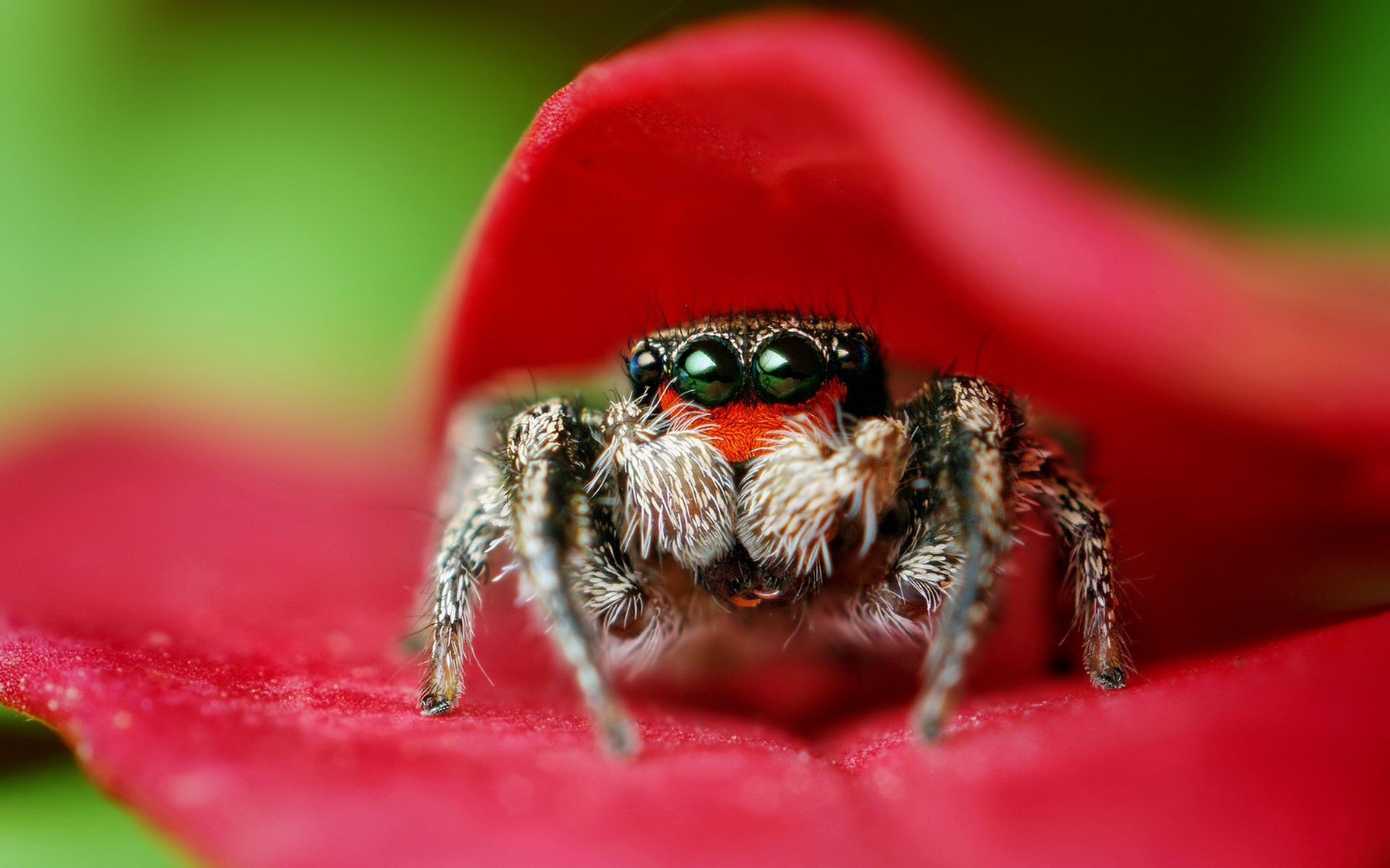 309060 baixar imagens animais, aranha, aranha saltadora - papéis de parede e protetores de tela gratuitamente