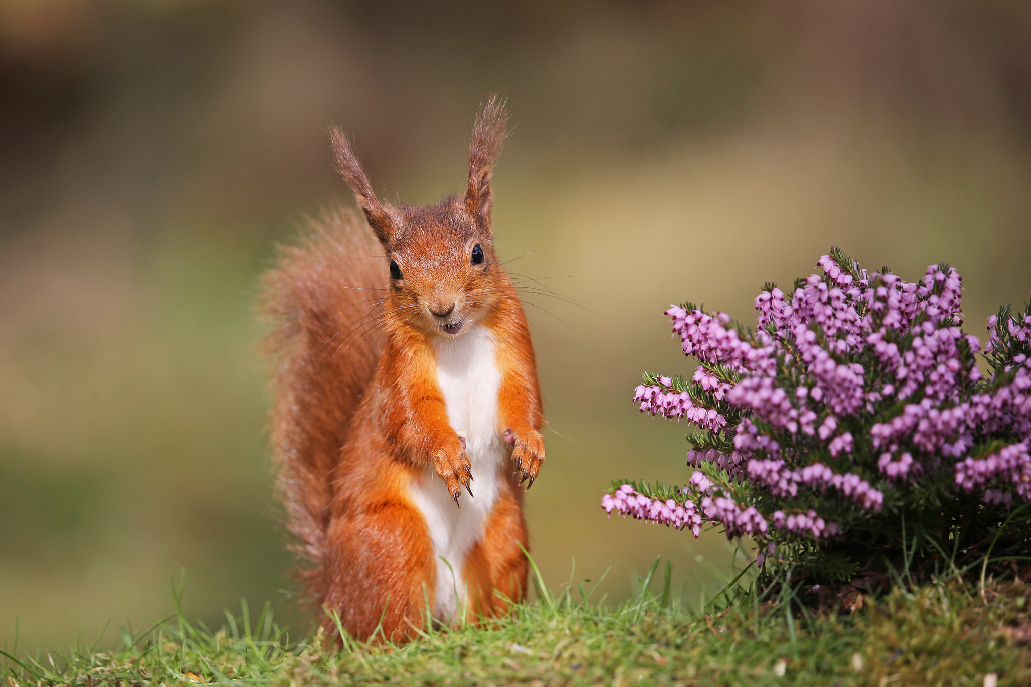 Free download wallpaper Squirrel, Flower, Animal, Rodent on your PC desktop