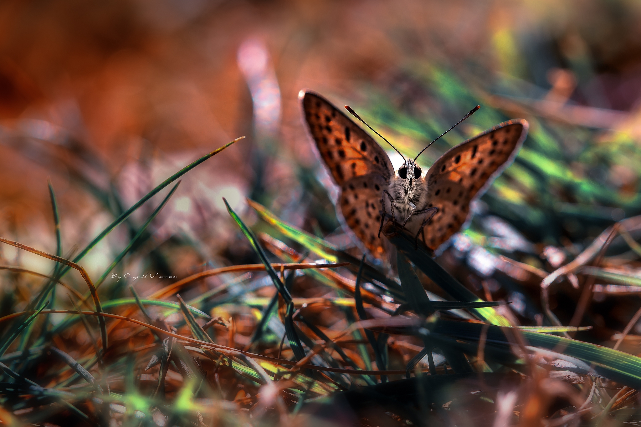 PCデスクトップに蝶, 草, 大きい, マクロ, バタフライ画像を無料でダウンロード