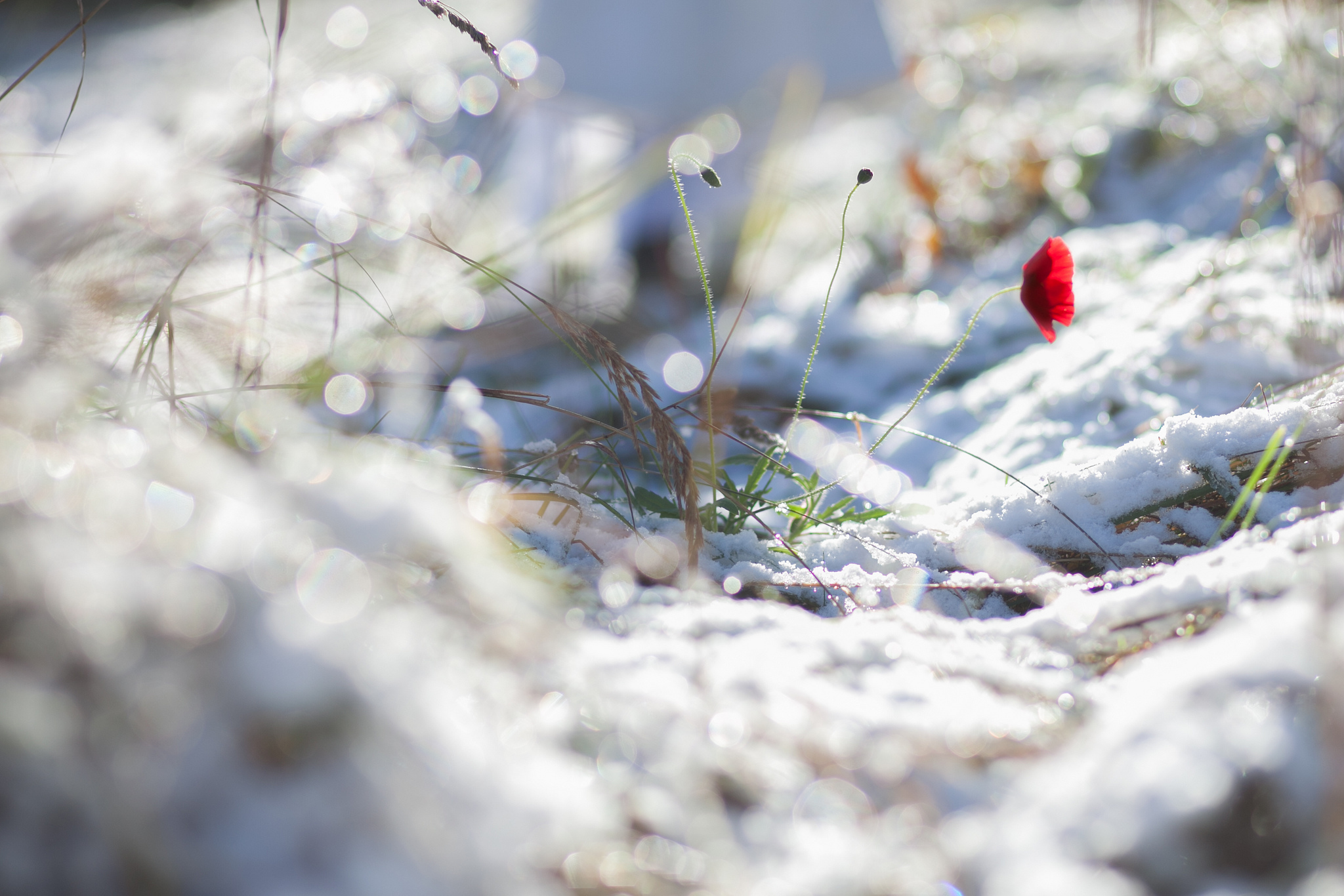 Handy-Wallpaper Blumen, Mohn, Schnee, Blume, Rote Blume, Erde/natur kostenlos herunterladen.