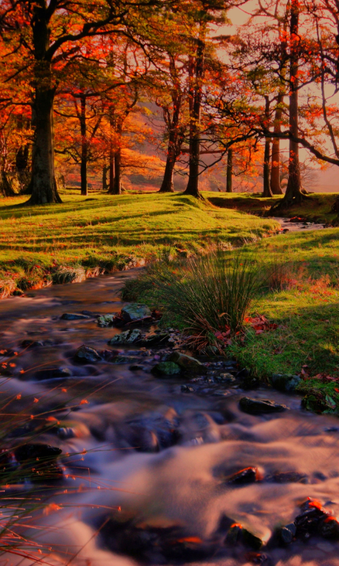 Descarga gratuita de fondo de pantalla para móvil de Otoño, Rio, Parque, Árbol, Tierra/naturaleza.