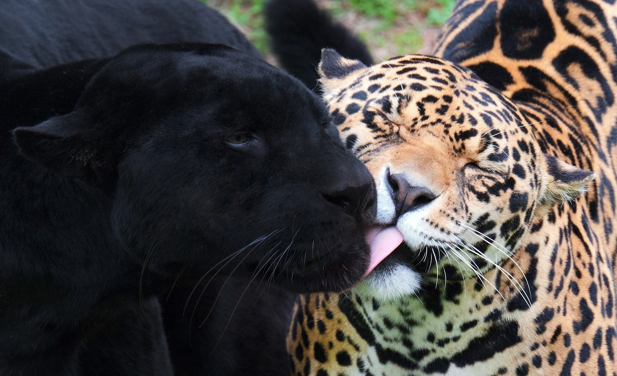 Baixar papel de parede para celular de Animais, Gatos, Leopardo gratuito.